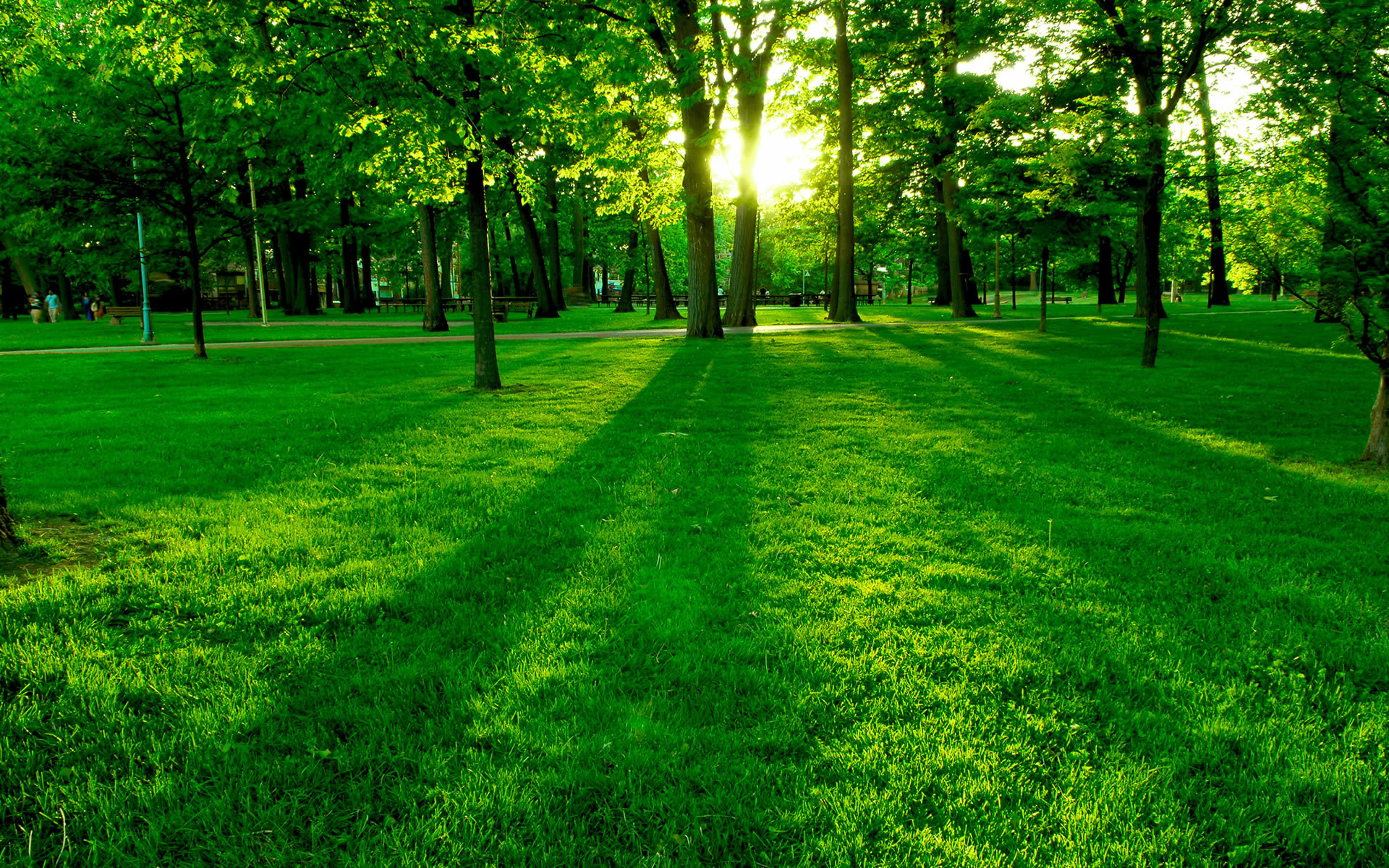 Parco, Prato verde, Alberi, Raggi di sole, Full HD, wallpaper per PC