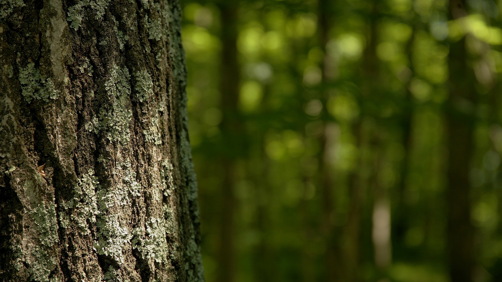 Corteccia, Tronco, Bosco, Primo piano, 16:9 Full HD, sfondo widescreen