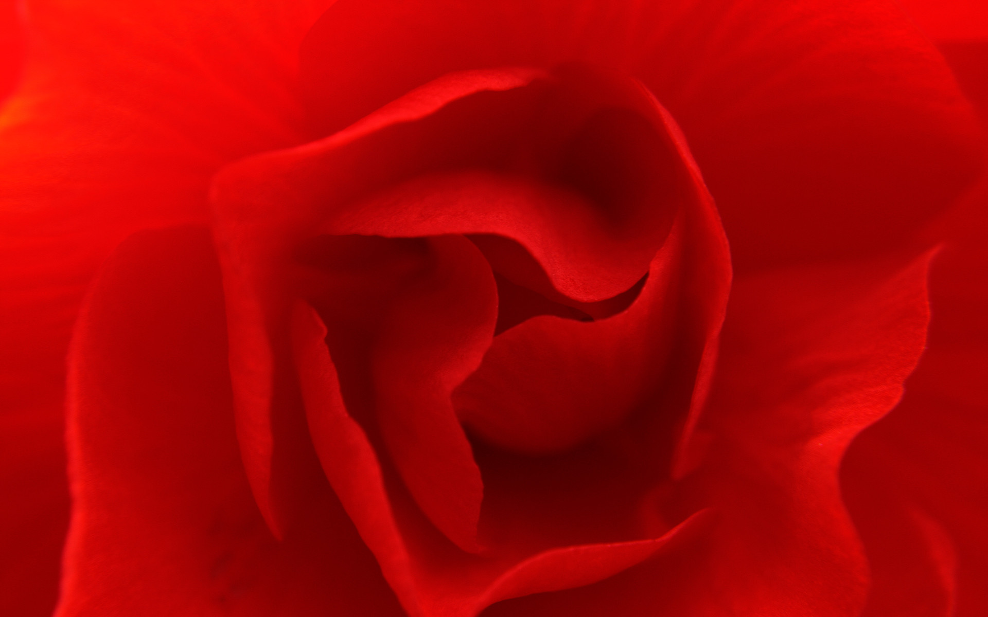 Rosa rossa, Petali, Macro, Fiore, Full HD, sfondo per PC
