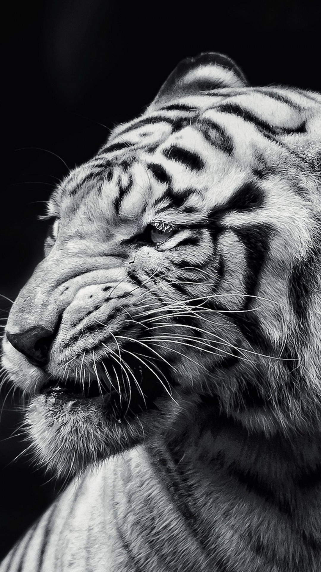 Tigre bianca, Bianco e nero, Felino, Primo piano, 1080x1920, schermata di blocco iPhone