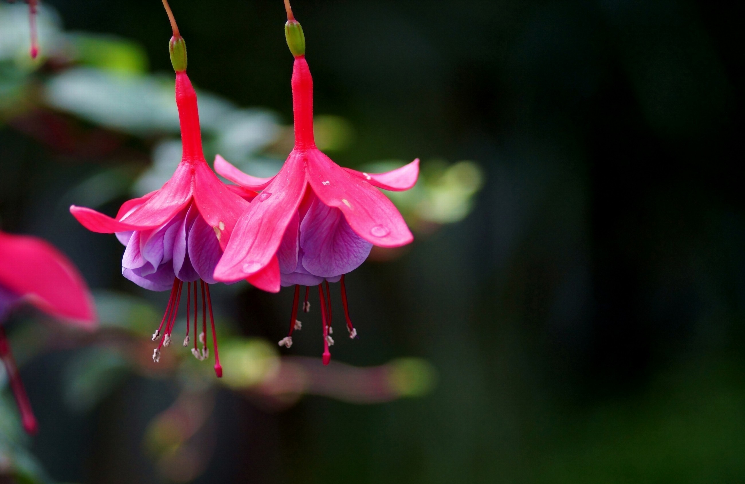 Fucsia, Fiori, Sfondo scuro, 2K, wallpaper per PC