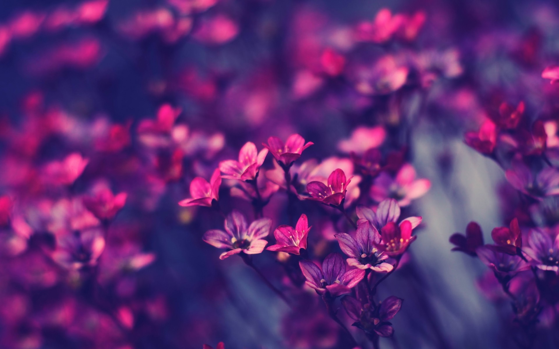 Fiori, Viola, Macro, Full HD, sfondo per il tuo desktop