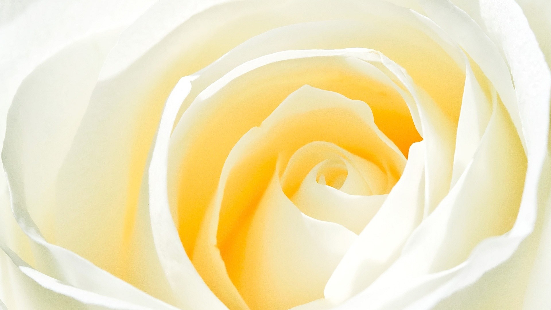 Rosa bianca, Petali, Macro, Toni crema, Full HD, sfondo per PC