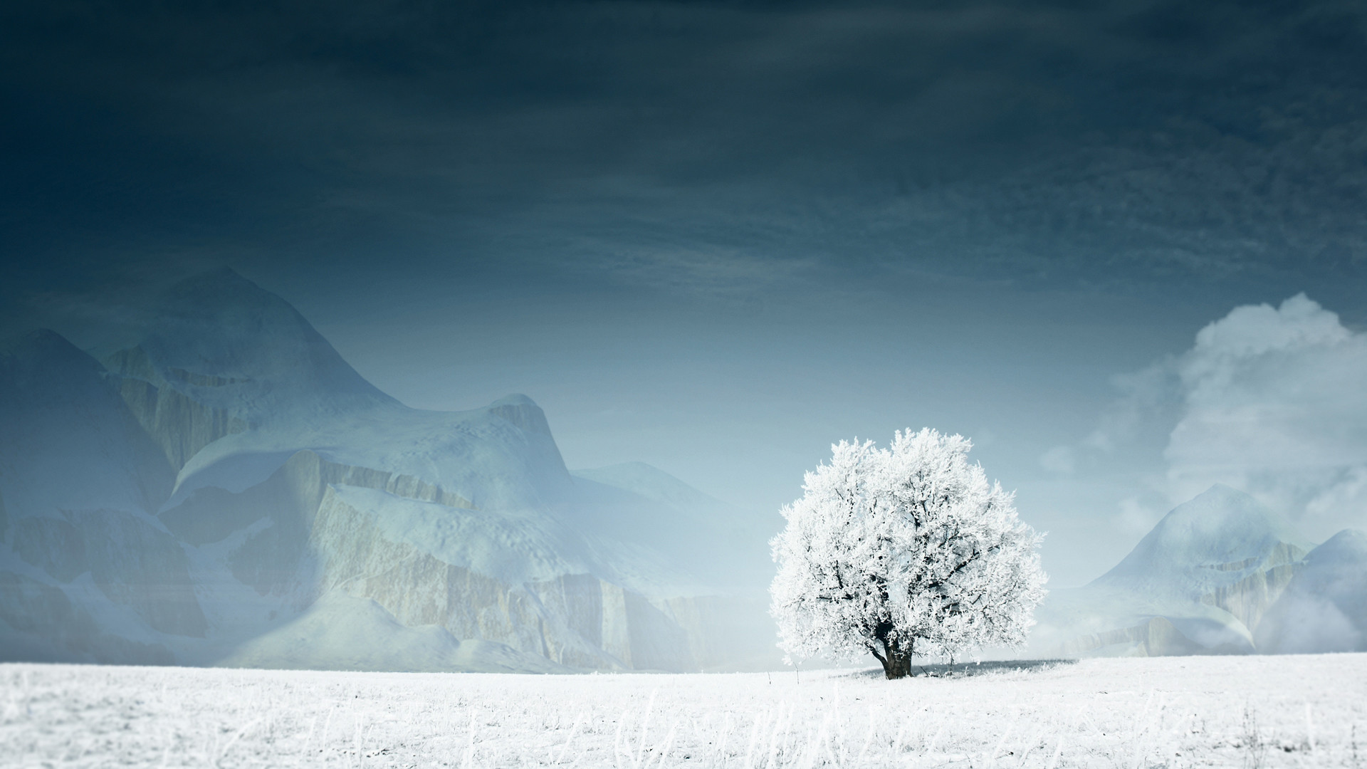 Albero solitario, Brina, Nebbia, Paesaggio, 1920x1080, immagine di sfondo
