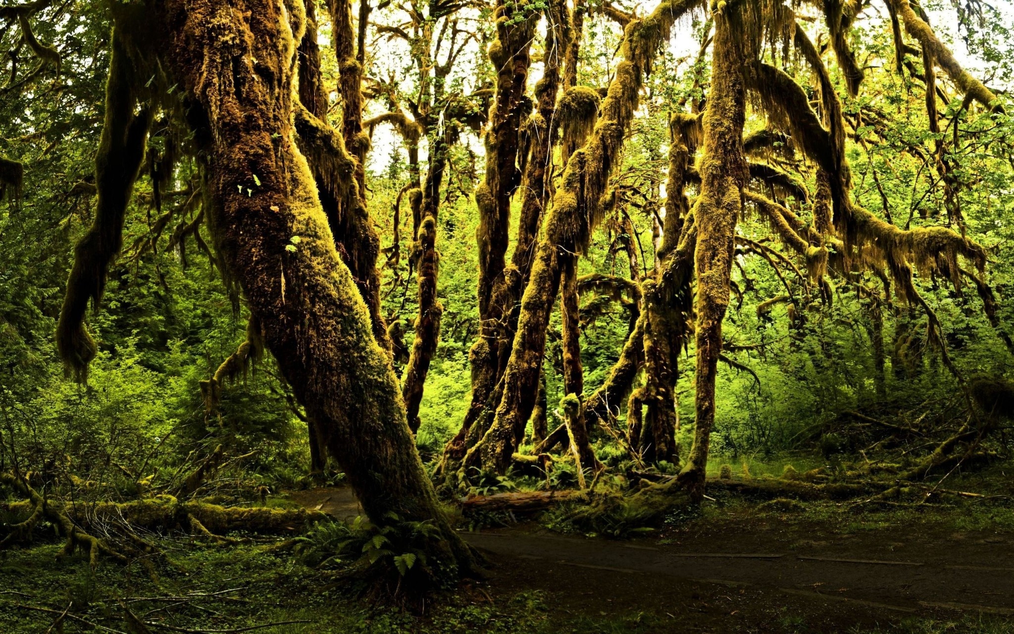Foresta pluviale, Muschio, Alberi, Luce dorata, 2048x1280, sfondo MacBook Pro