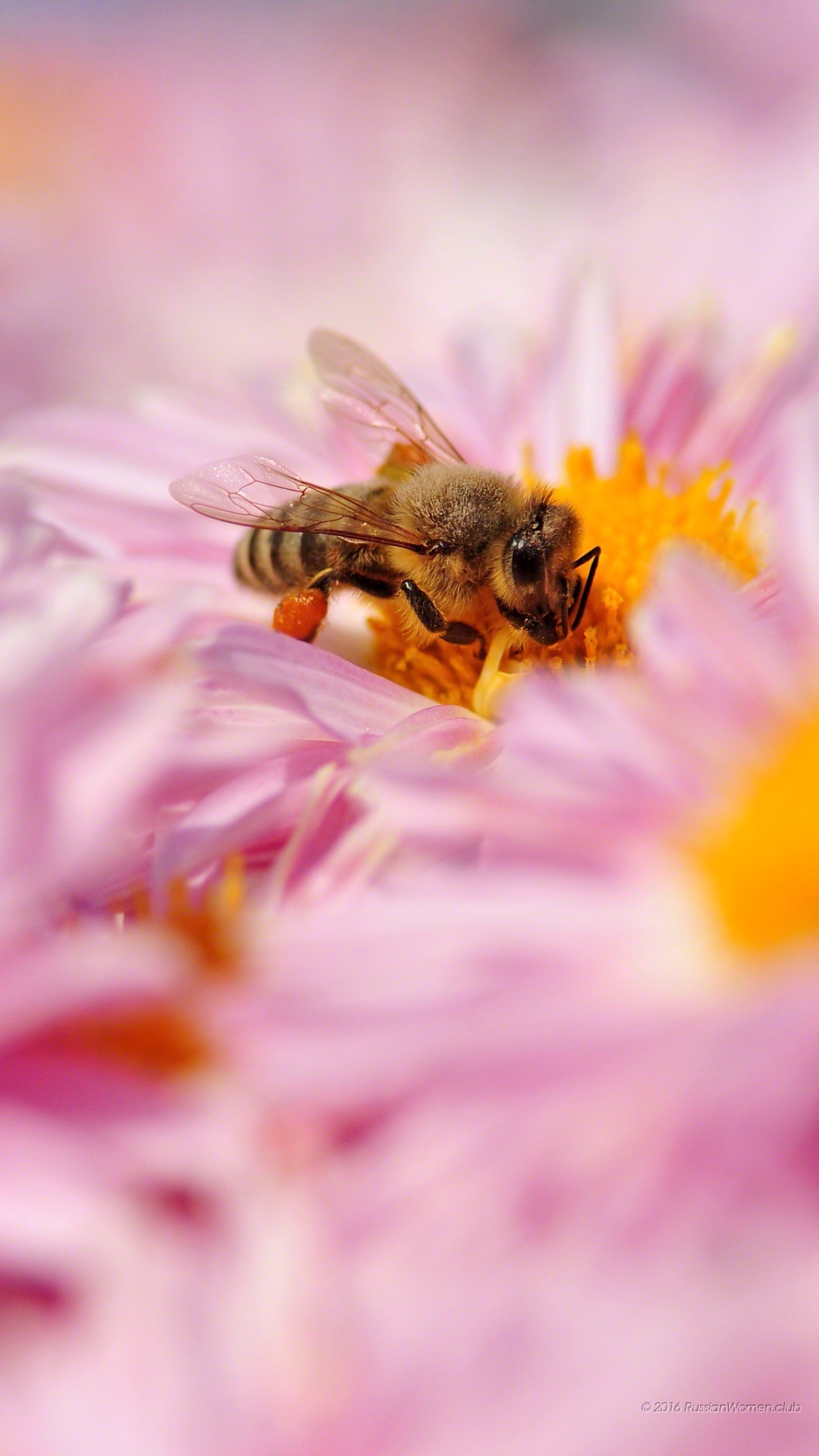 Ape, Fiore rosa, Macro, Full HD, schermata di blocco Huawei