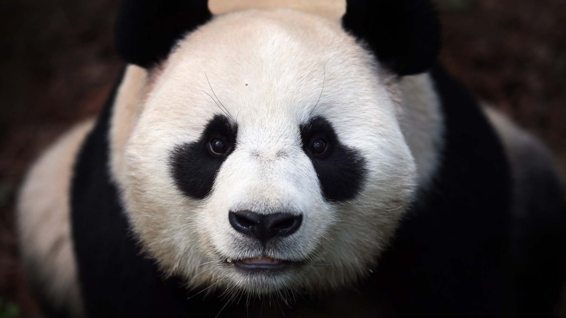 Panda gigante, Primo piano, Ritratto, 1920x1080, wallpaper desktop