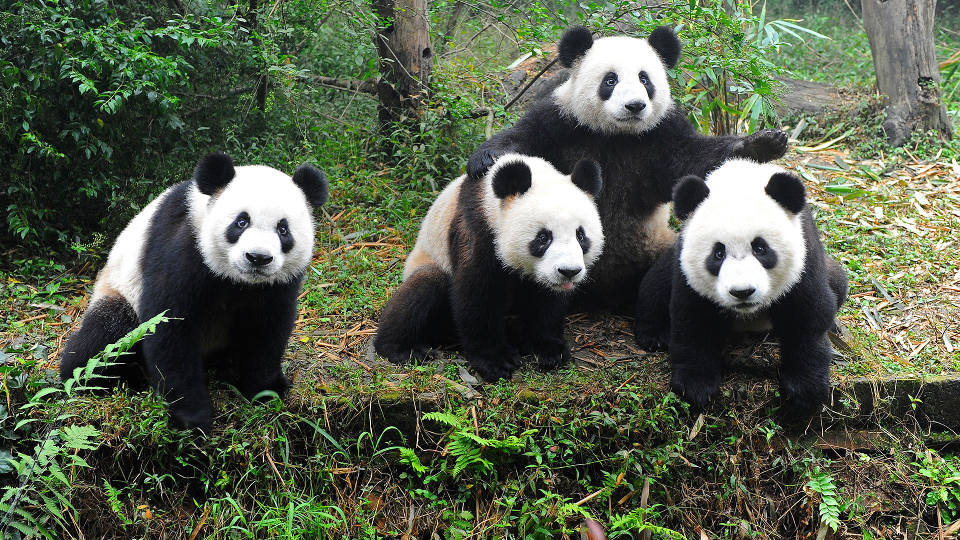 Cuccioli di panda, Gruppo, Foresta, Full HD, wallpaper per computer