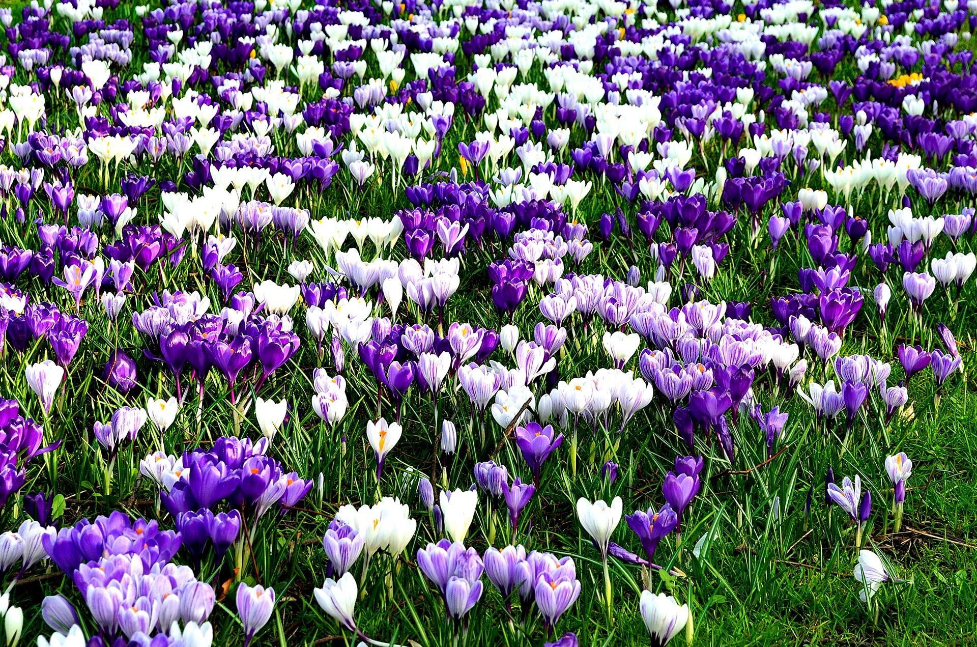 Crochi, Prato fiorito, Viola, Primavera, Full HD, sfondo per PC e portatile