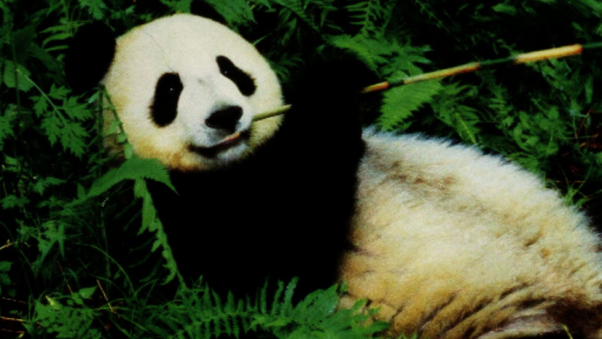 Panda gigante, Bambù, Felci, 16:9 Full HD, sfondo widescreen