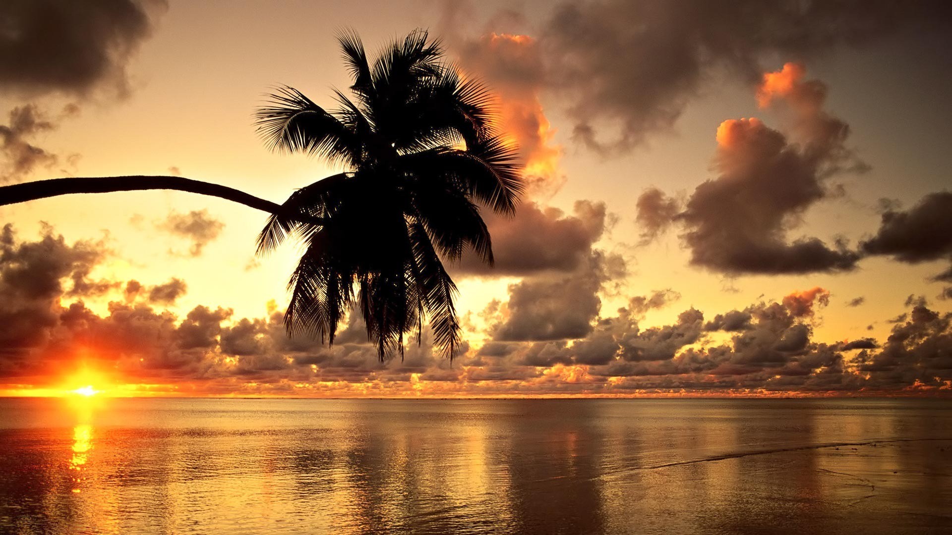 Hawaii, Palma, Tramonto, Nuvole, Full HD, sfondo desktop