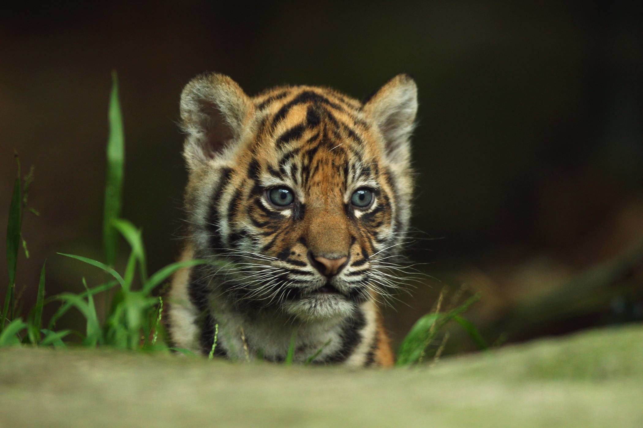 Cucciolo di tigre, Tigre, Erba, Tenerezza, Full HD, sfondo per PC