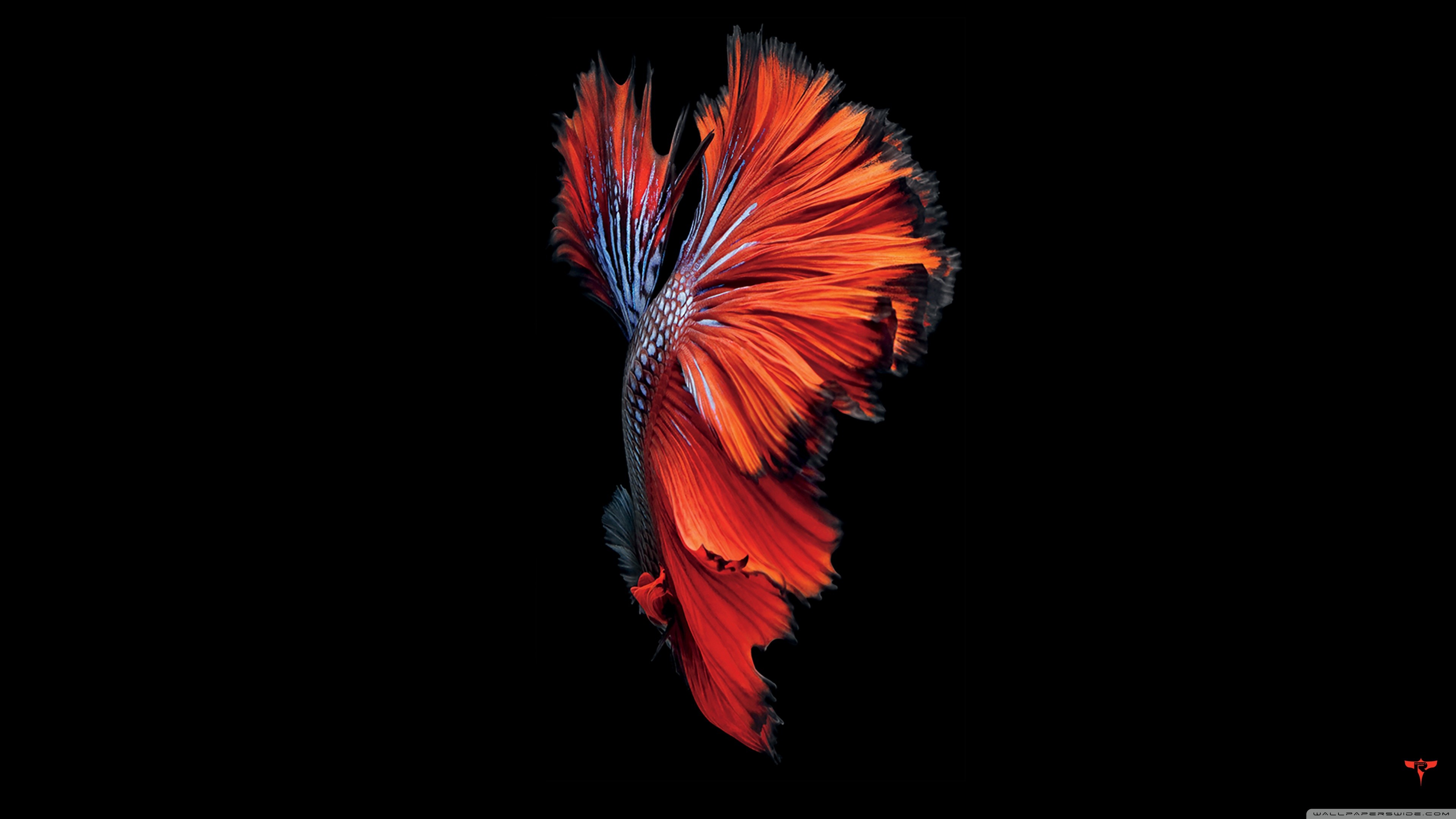 Pesce combattente, Betta splendens, iOS 9, Sfondo nero, Rosso, wallpaper iPhone