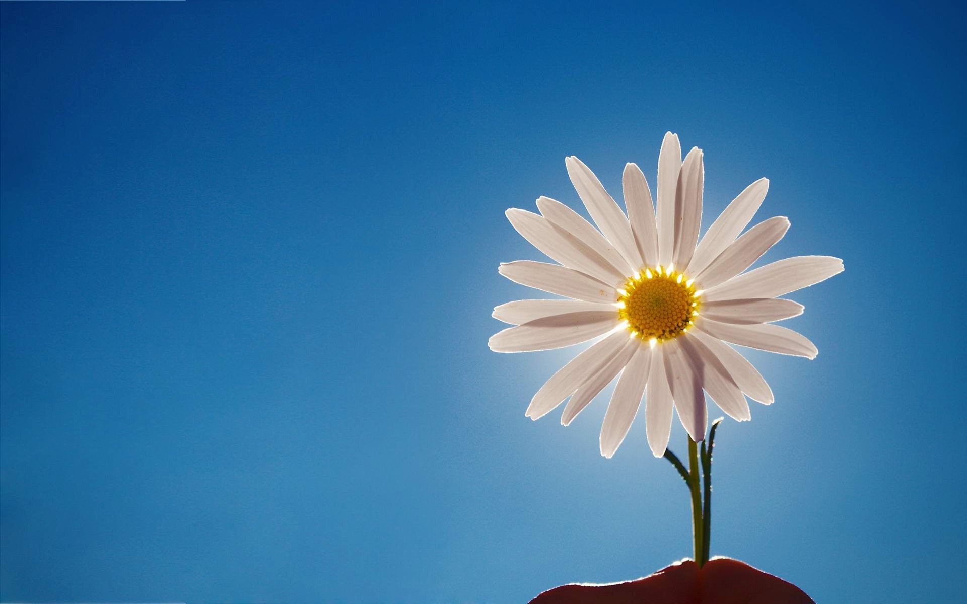 Margherita, Cielo blu, Fiore, 1920x1200, immagine di sfondo