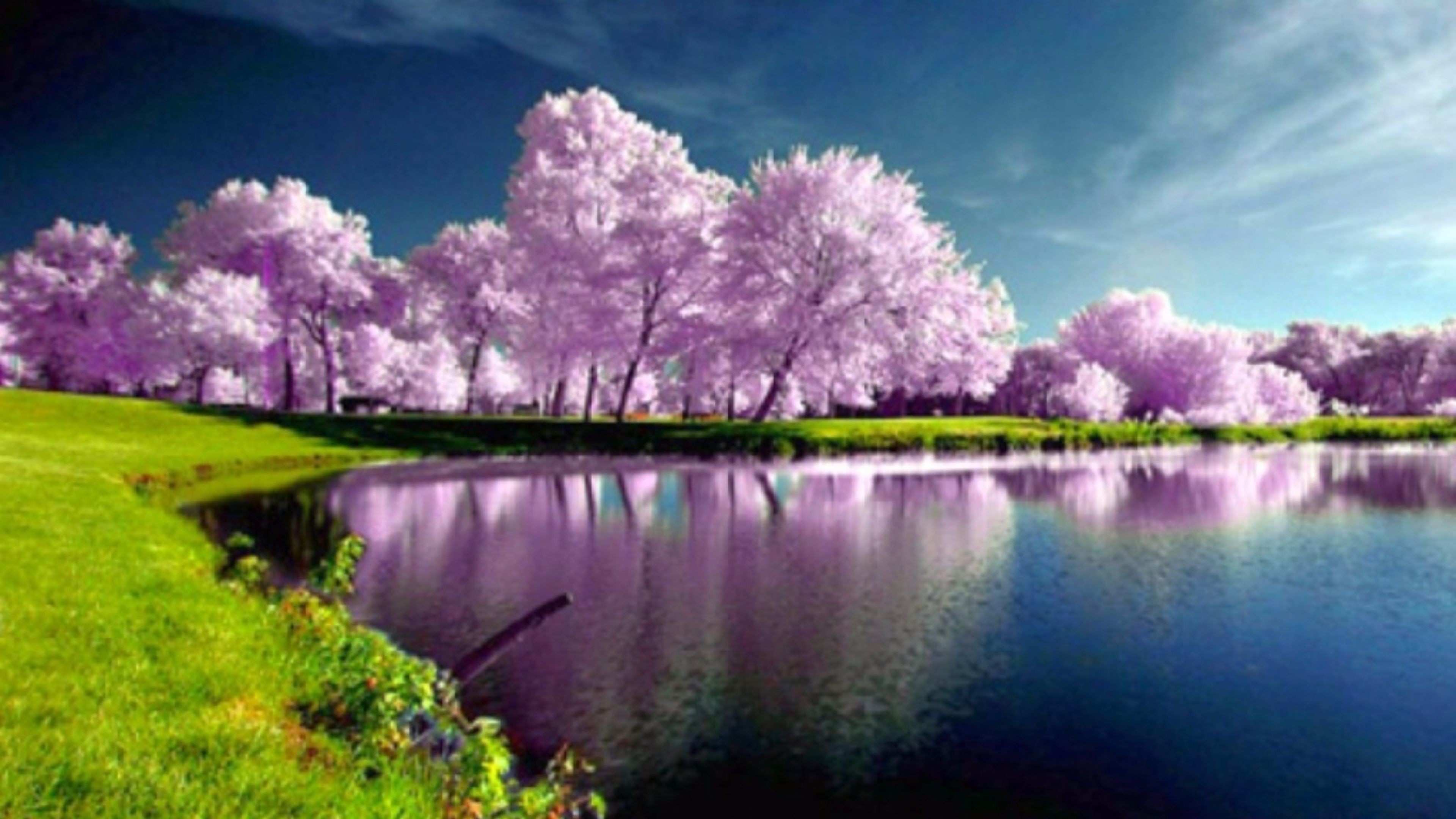 Alberi in fiore, Lago, Primavera, Riflesso, Rosa, 4K, sfondo per PC