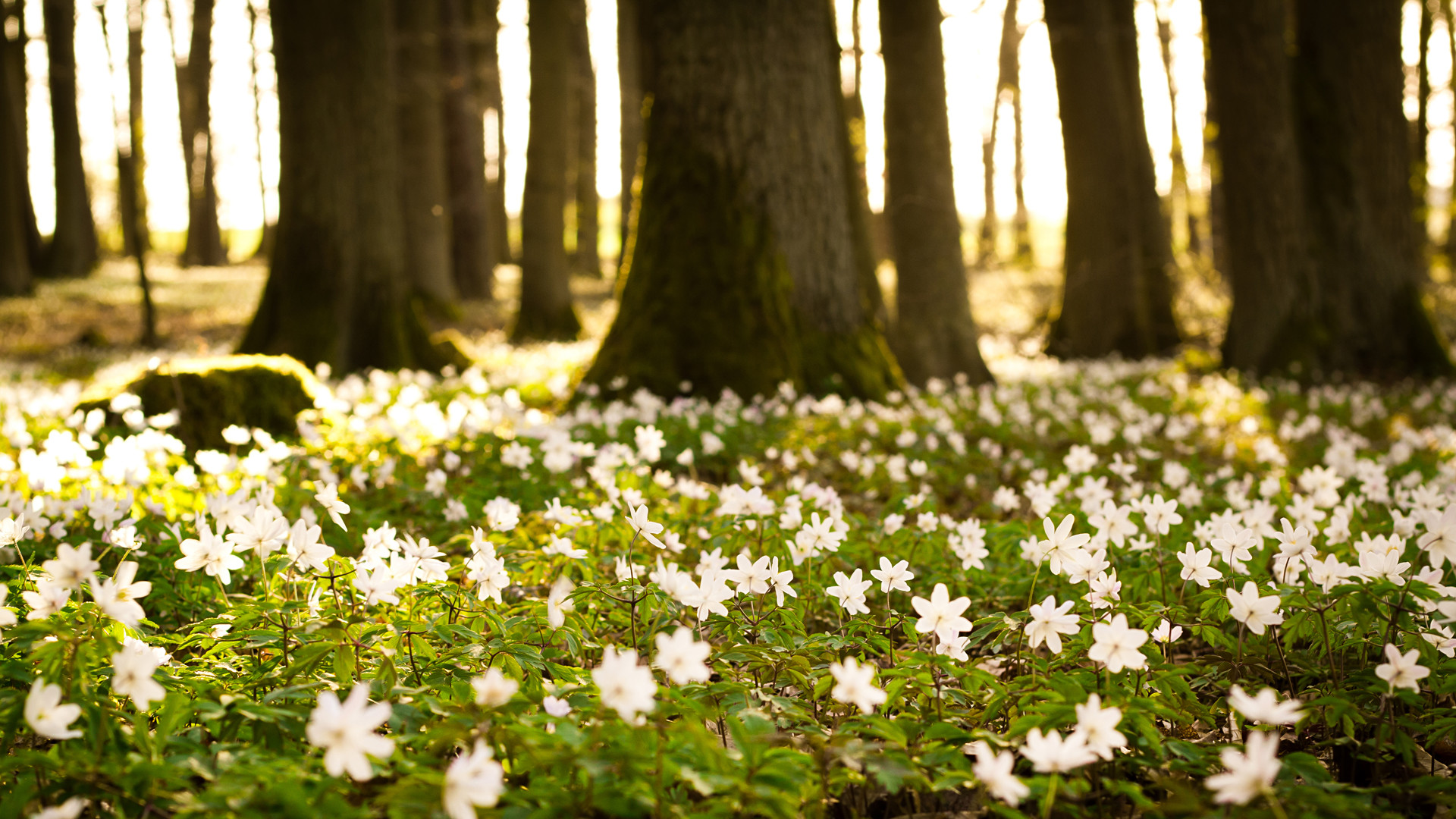 Anemoni dei boschi, Bosco, Fiori bianchi, Luce del sole, 16:9 Full HD, sfondo widescreen