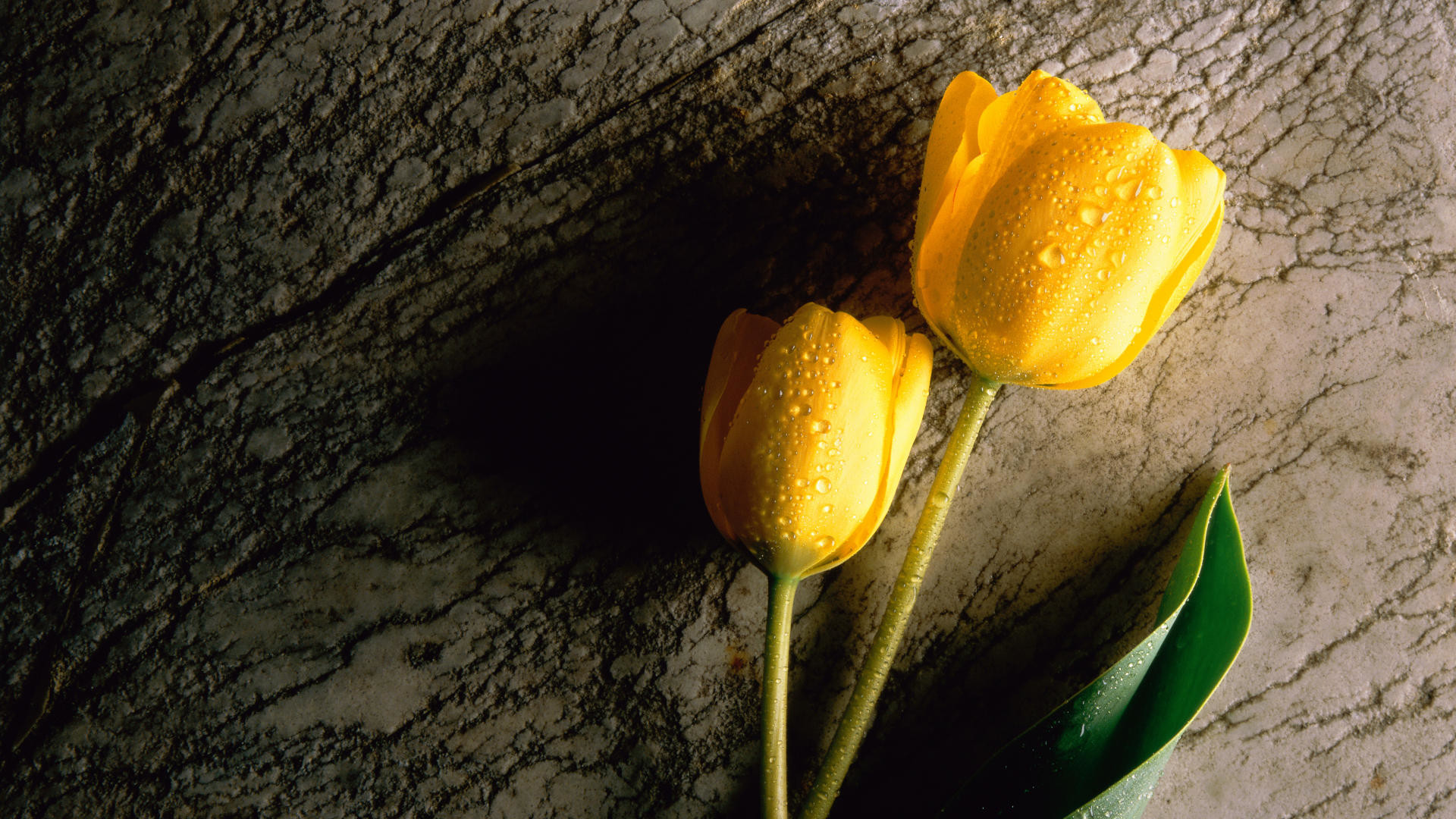Tulipani gialli, Gocce d'acqua, Legno, Fiori, Full HD 1080p, sfondo desktop