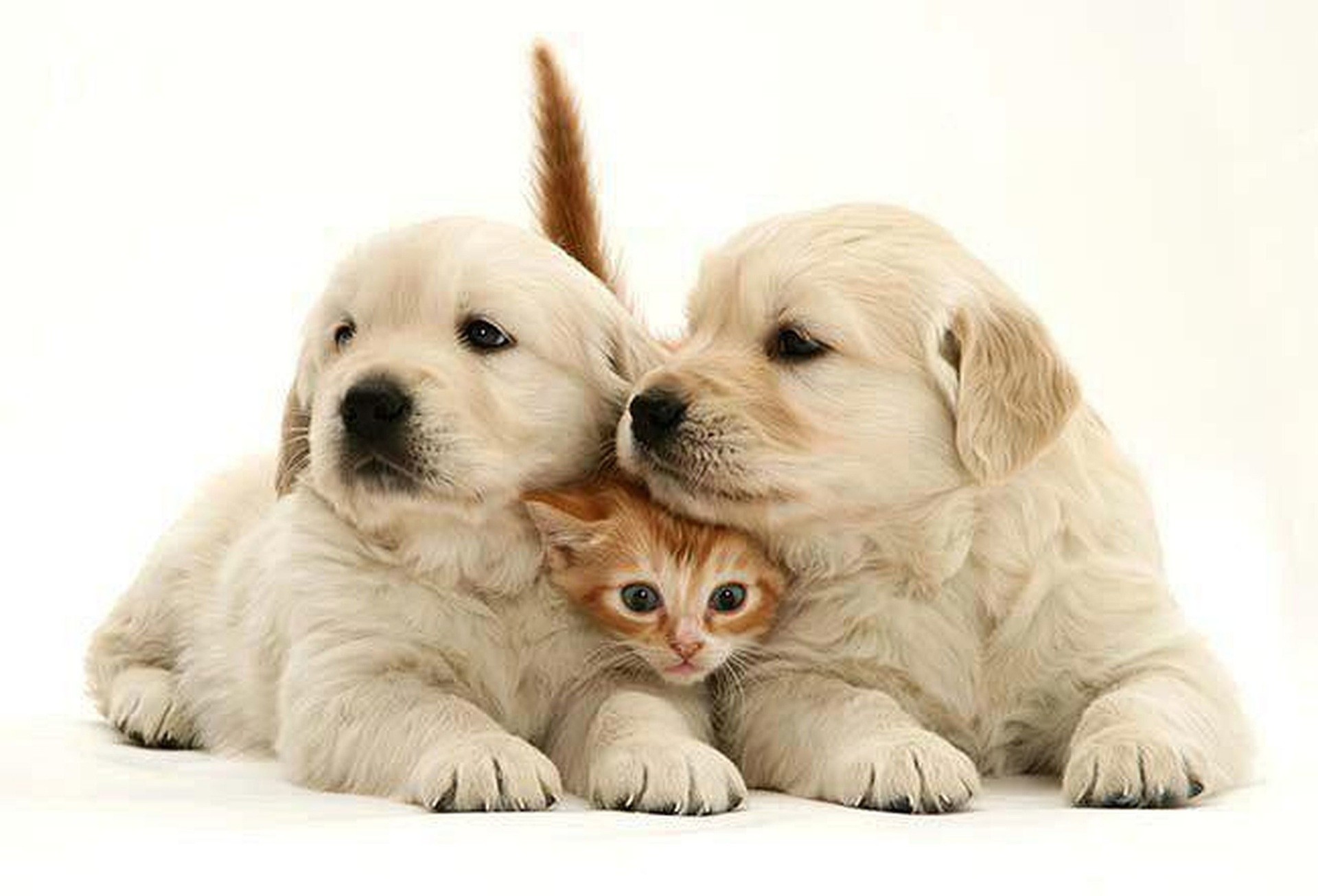 Golden Retriever, Cuccioli, Gattino, Sfondo bianco, Full HD, wallpaper per portatile