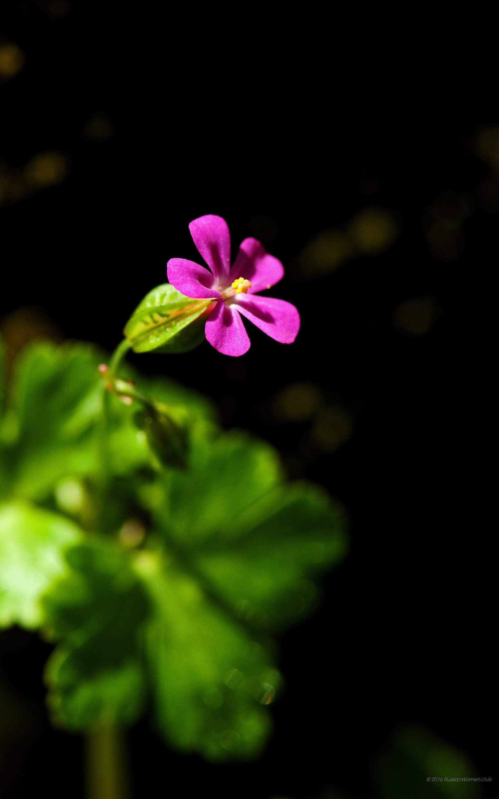 Geranio selvatico, Fiore rosa, Sfondo nero, QHD+, wallpaper per cellulare