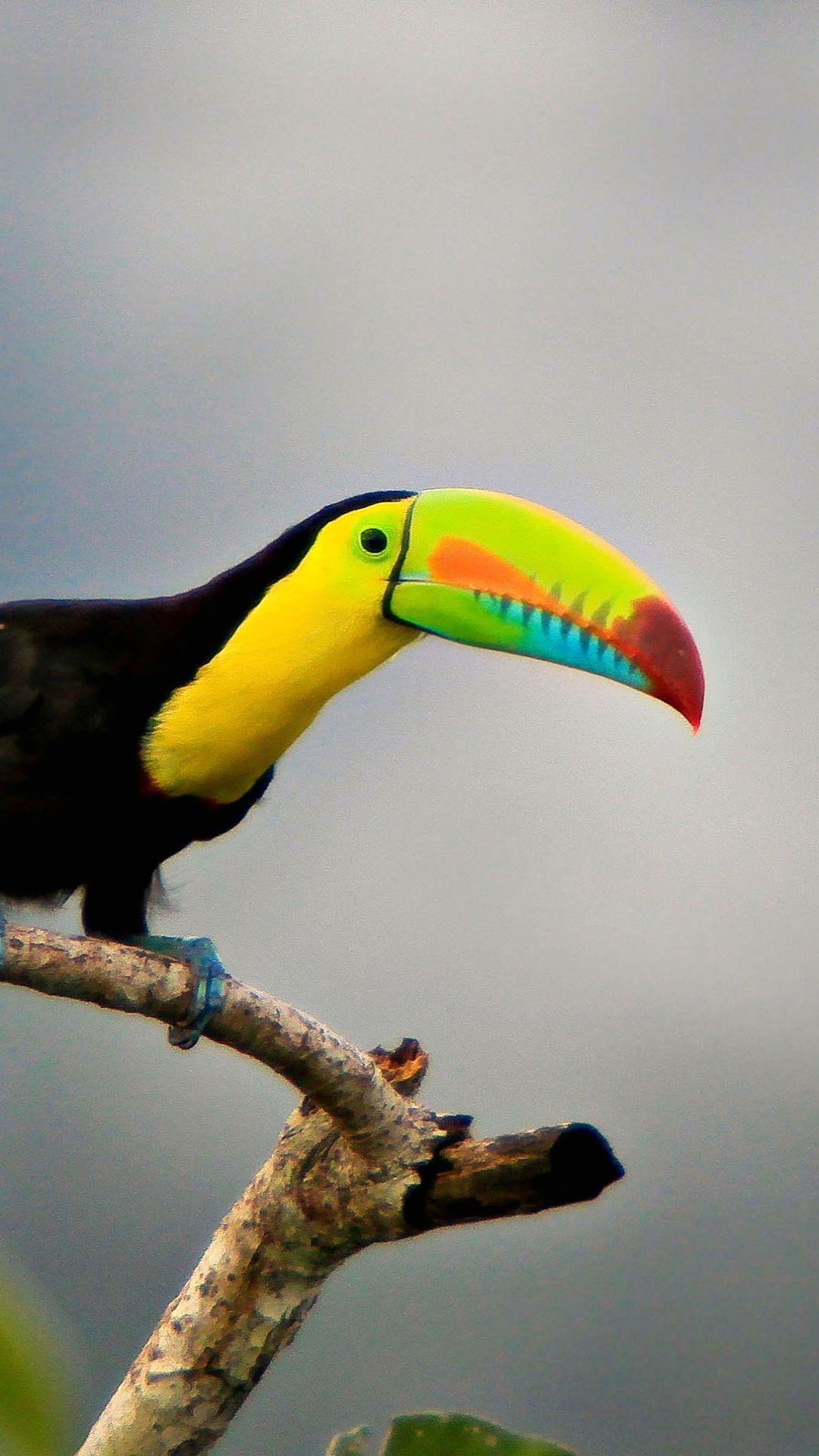 Tucano, Ramo, Uccello tropicale, Natura, sfondo Android verticale