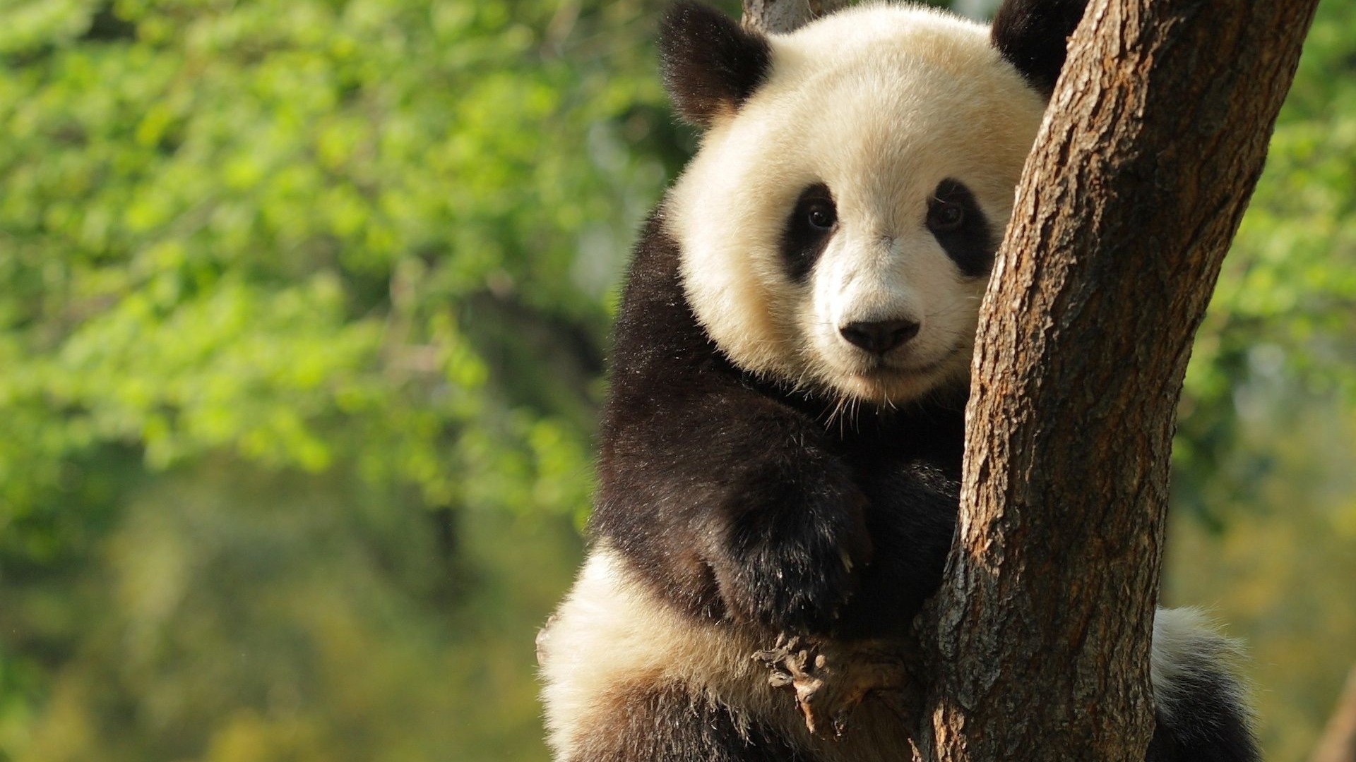 Panda gigante, Albero, Foresta, 1920x1080, sfondo per PC