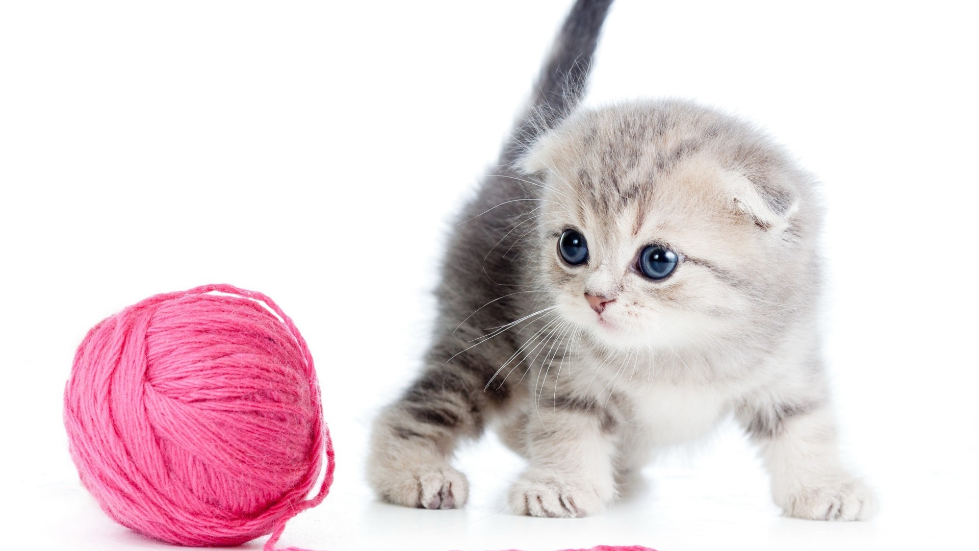 Gattino, Scottish Fold, Gomitolo rosa, 16:9 Full HD, sfondo widescreen