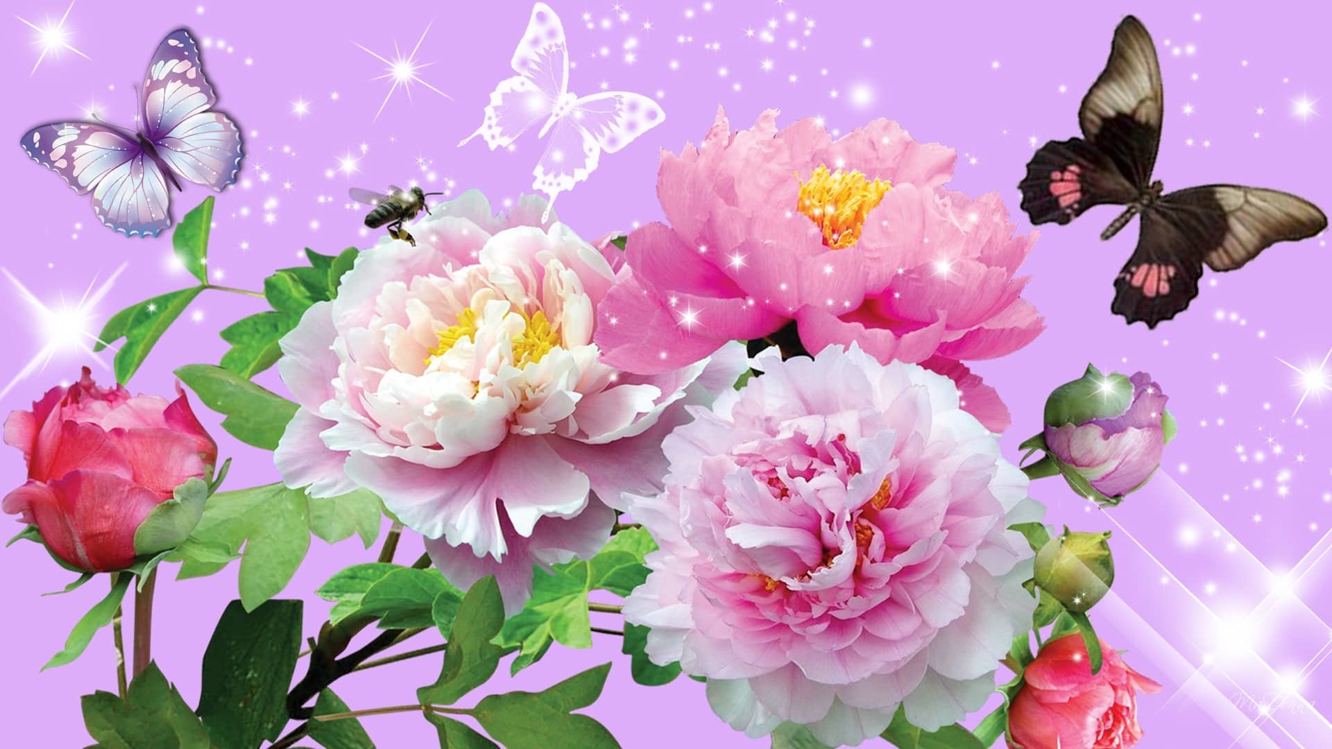 Farfalle, Peonie, Rosa, Arte digitale, Full HD, sfondo desktop