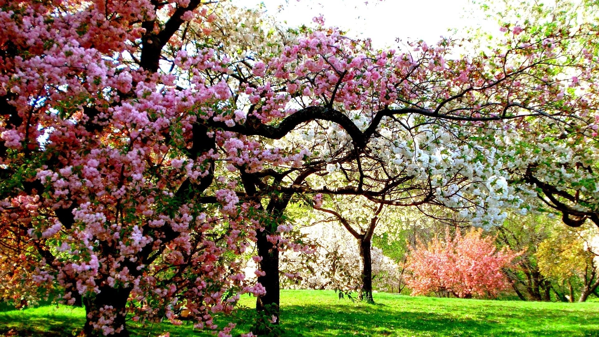 Ciliegi in fiore, Parco, Rosa e bianco, Prato, Full HD, wallpaper desktop