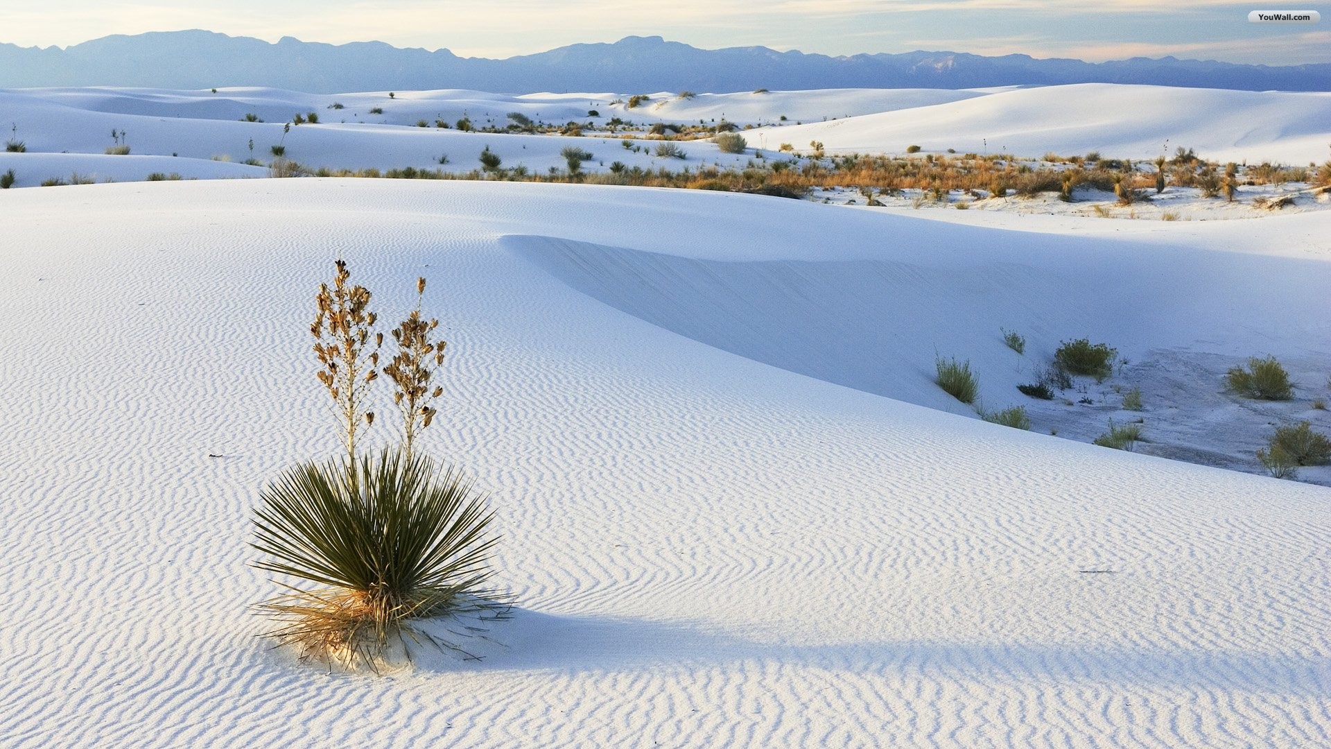 White Sands, Yucca, Dune bianche, New Mexico, 1920x1080, sfondo per PC