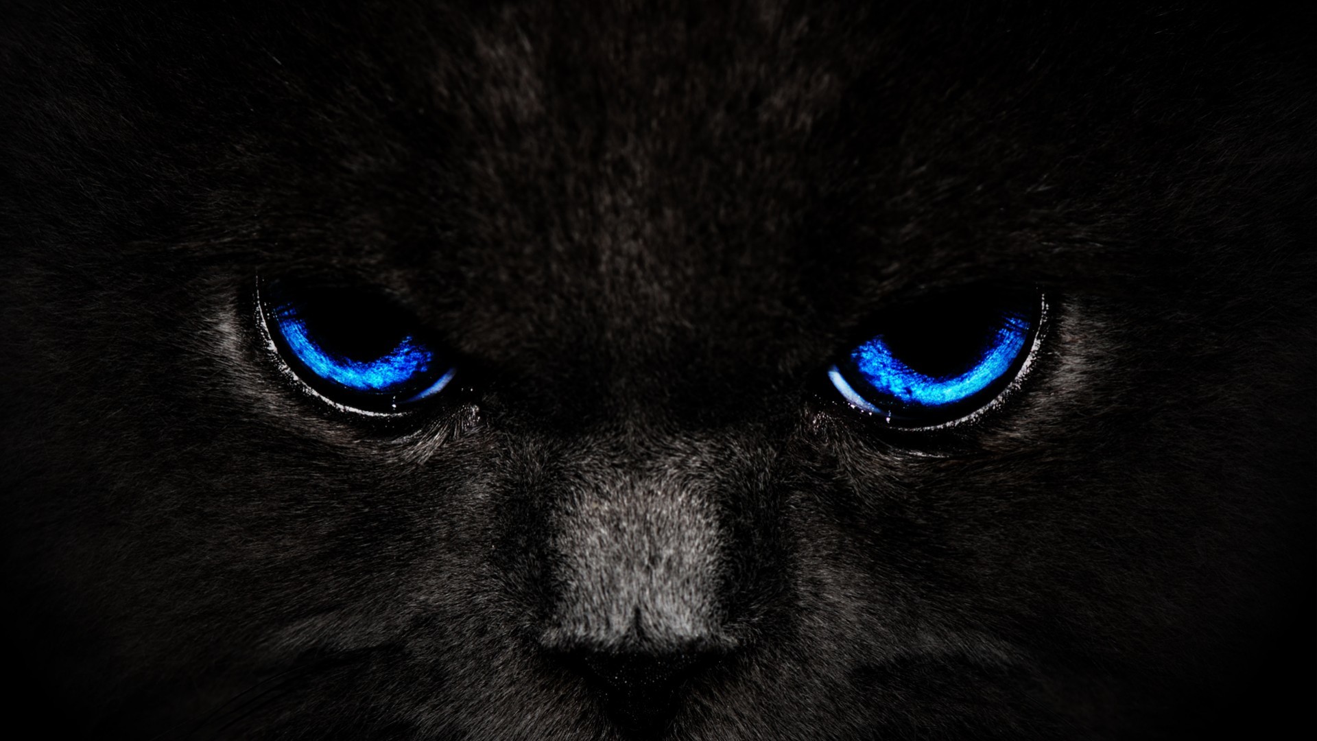 Gatto nero, Occhi azzurri, Primo piano, Full HD 1080p, sfondo desktop