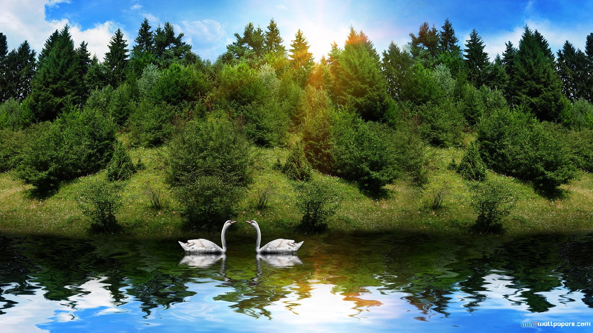 Cigni, Lago, Abeti, Riflesso, sfondo per desktop