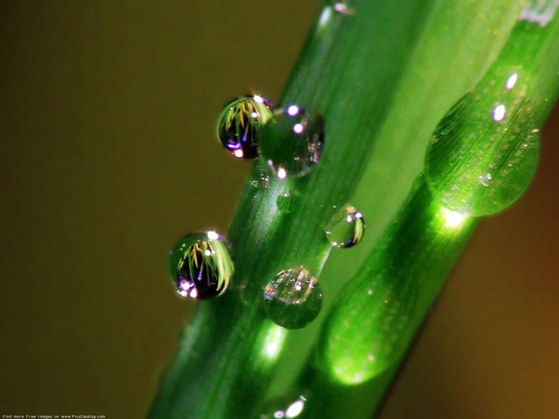 Gocce di rugiada, Filo d'erba, Macro, Verde, sfondo per iPad e tablet