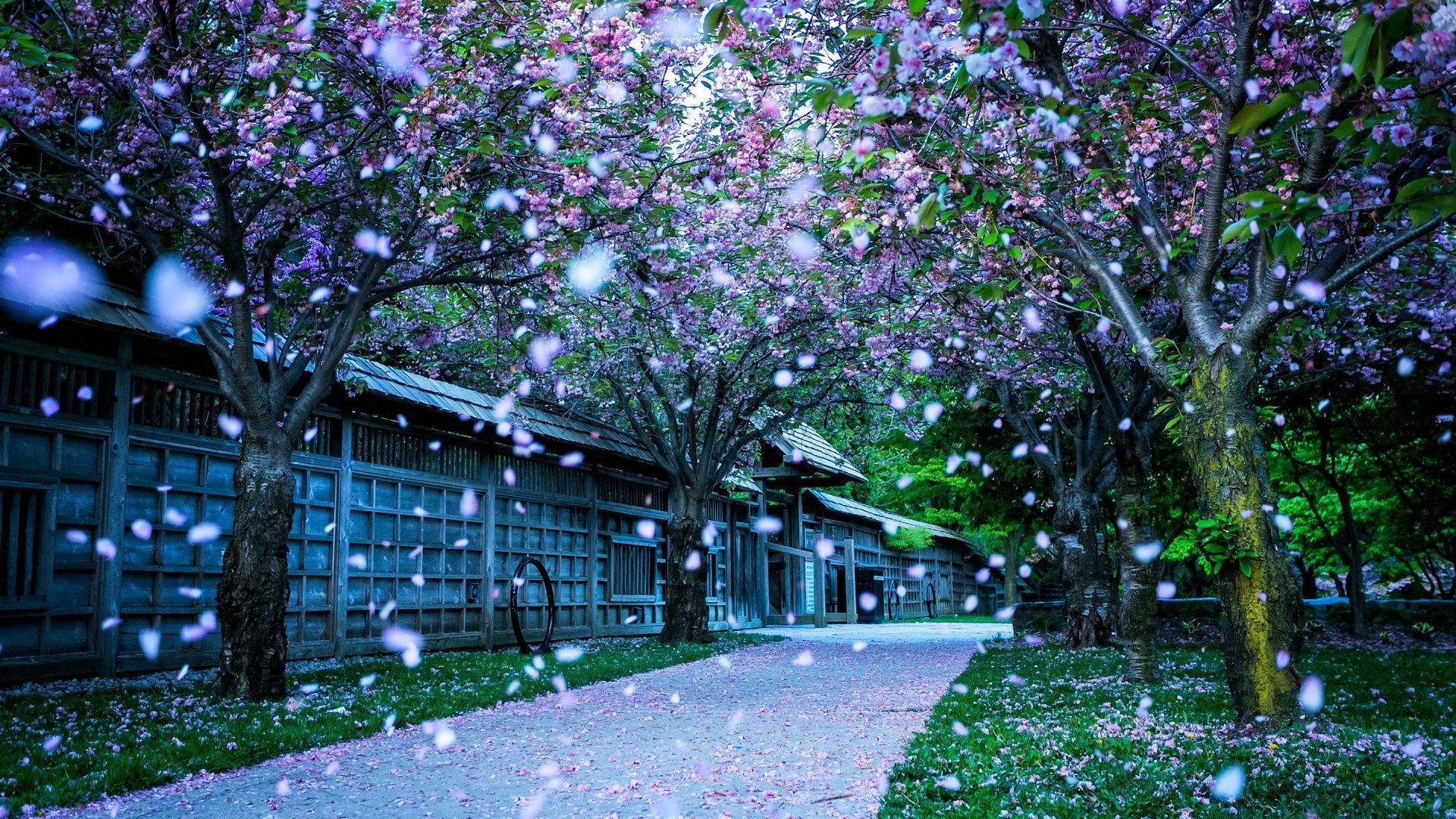 Magnolie, Viale, Petali, Notte, Full HD 1080p, sfondo desktop