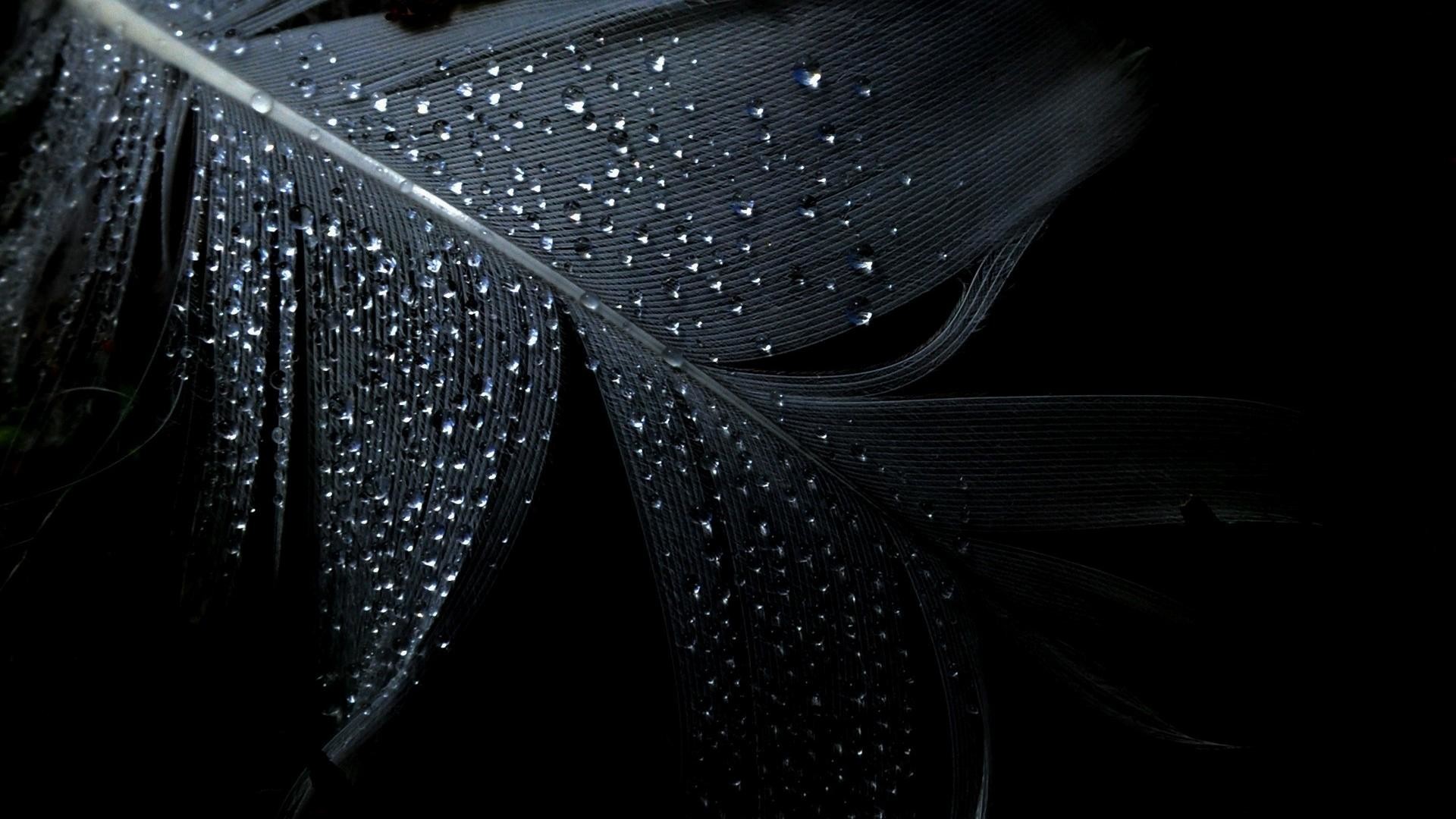 Piuma nera, Gocce d'acqua, Macro, Full HD, sfondo per PC