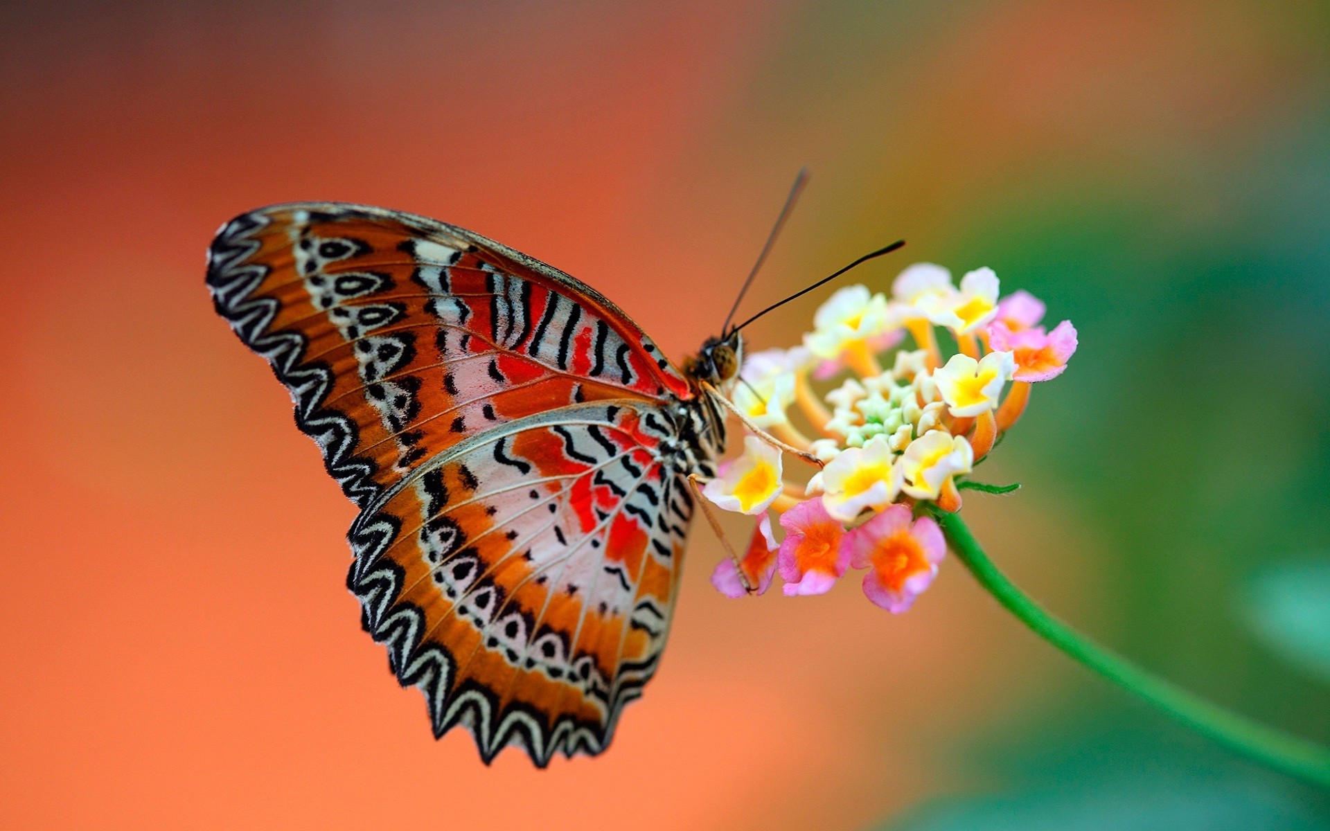 Farfalla, Lantana, Fiore, Macro, Arancione, 1920x1200, sfondo per PC