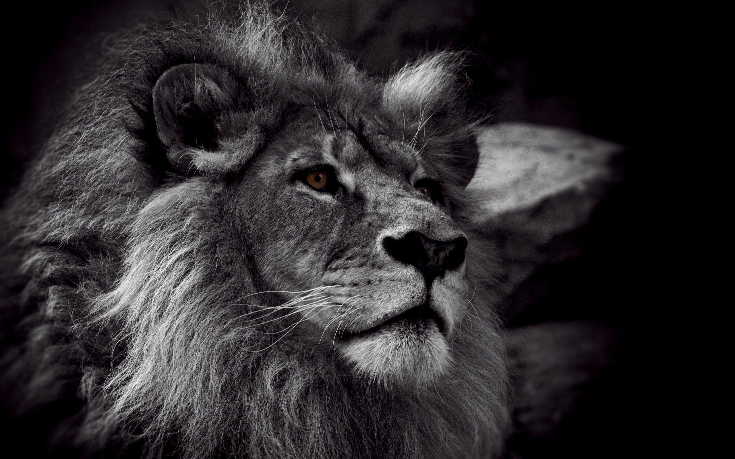 Leone, Bianco e nero, Ritratto, 2K, sfondo Windows 11