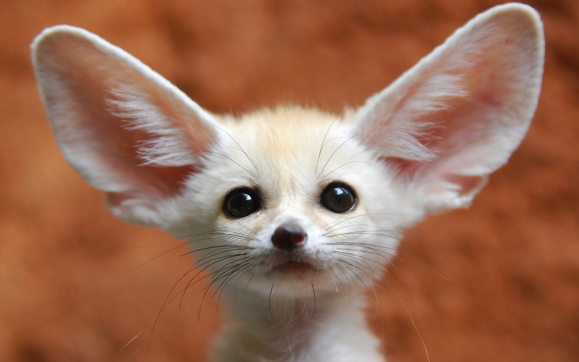Fennec, Orecchie grandi, Carino, 1920x1200, sfondo MacBook Pro
