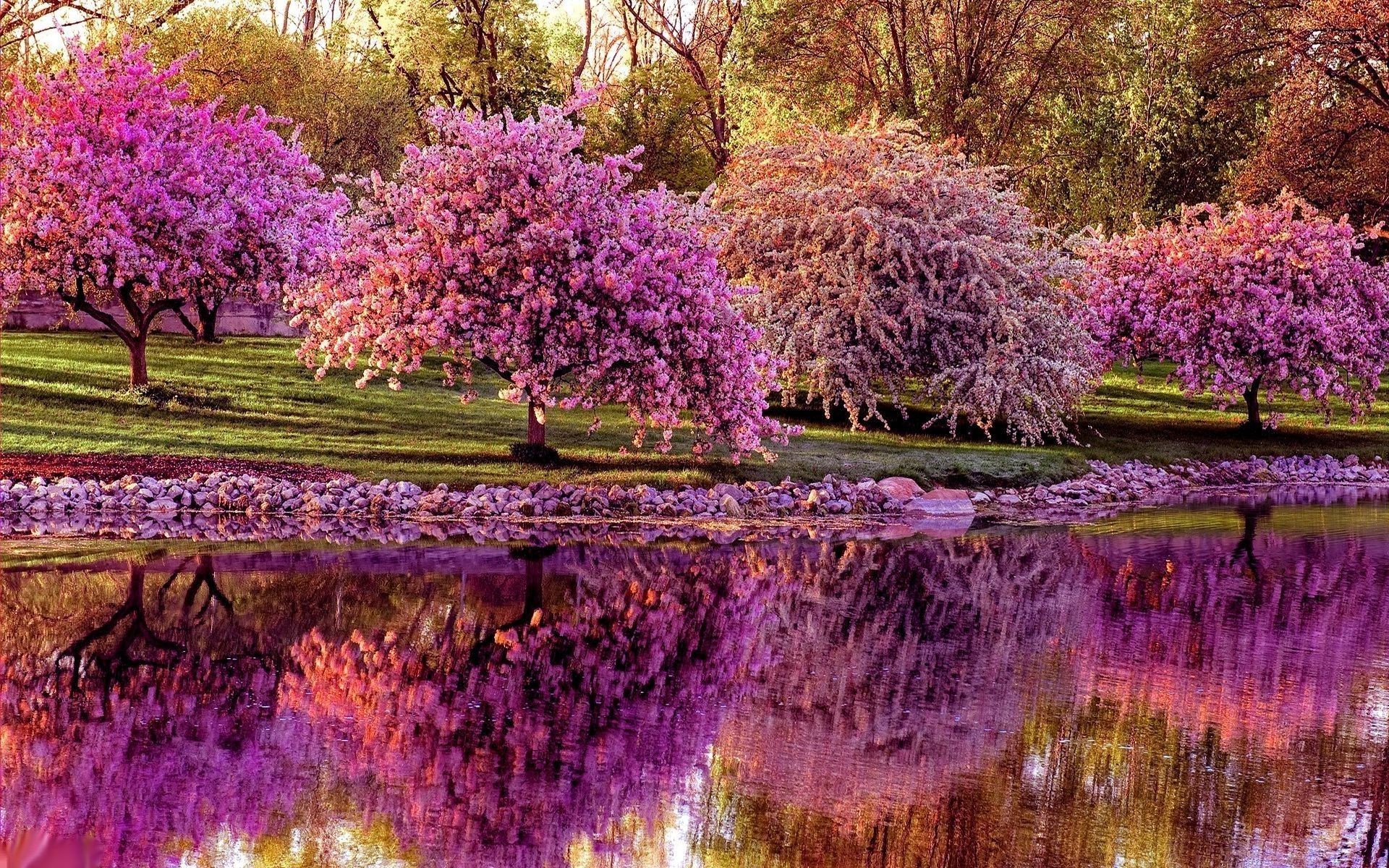 Alberi in fiore, Laghetto, Riflessi, Parco, 16:10 Full HD, wallpaper widescreen