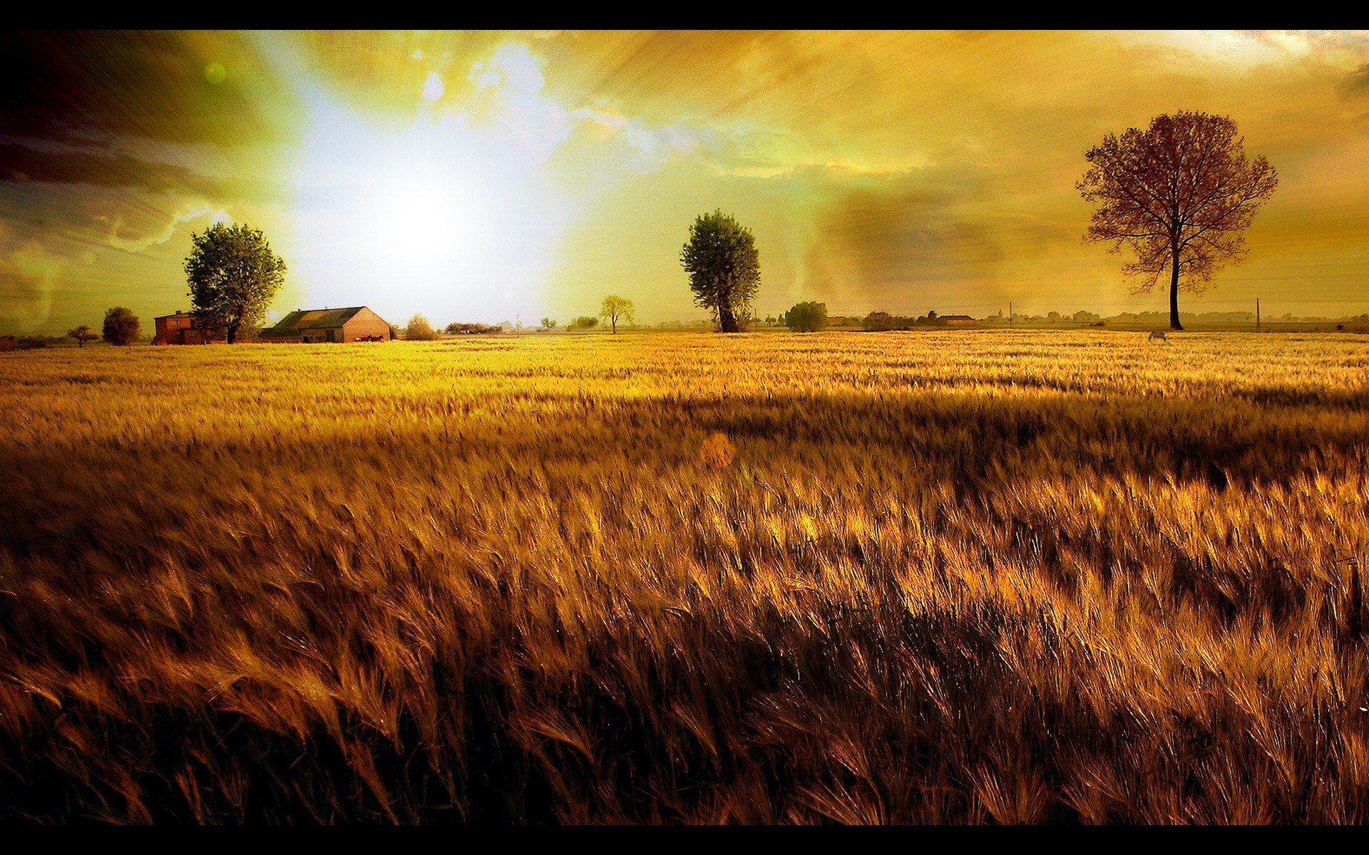 Campo di grano, Alberi, Sole, Tramonto dorato, 1920x1200, sfondo per PC