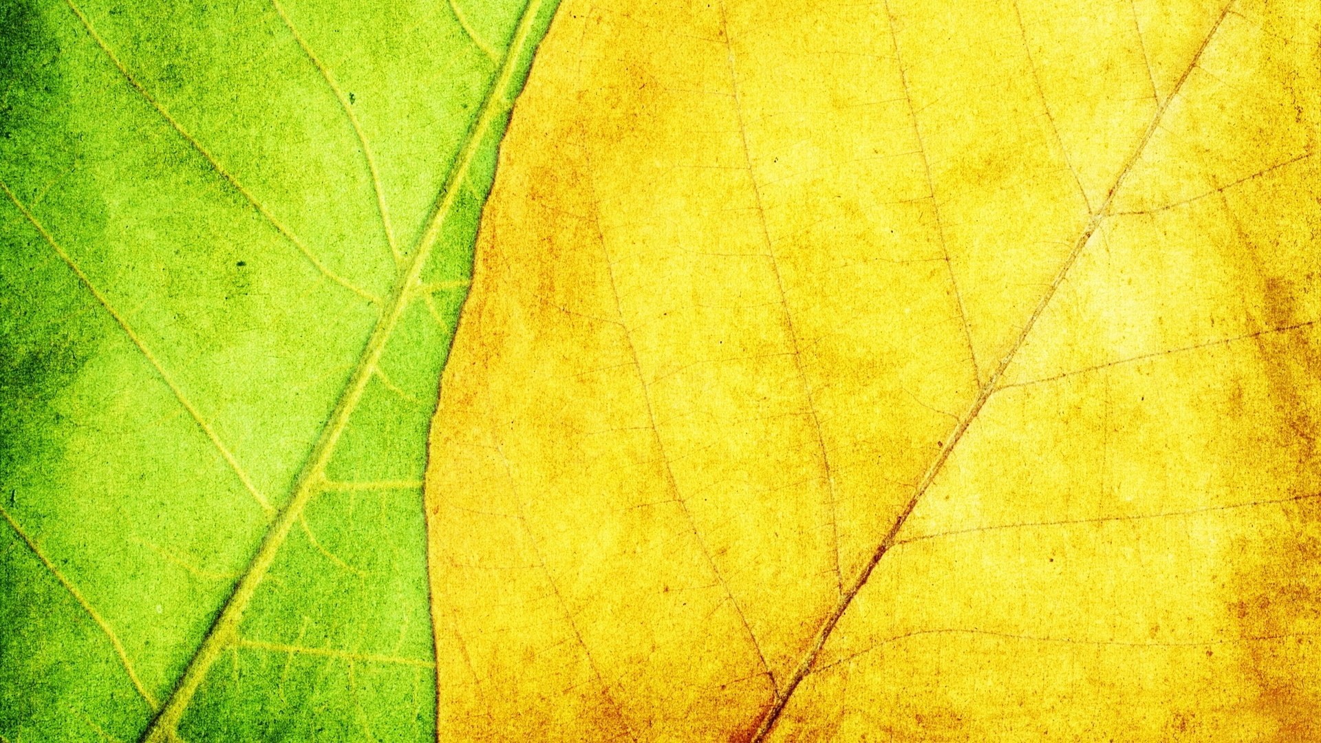Foglia, Venature, Verde e giallo, Macro, Full HD 1080p, sfondo desktop