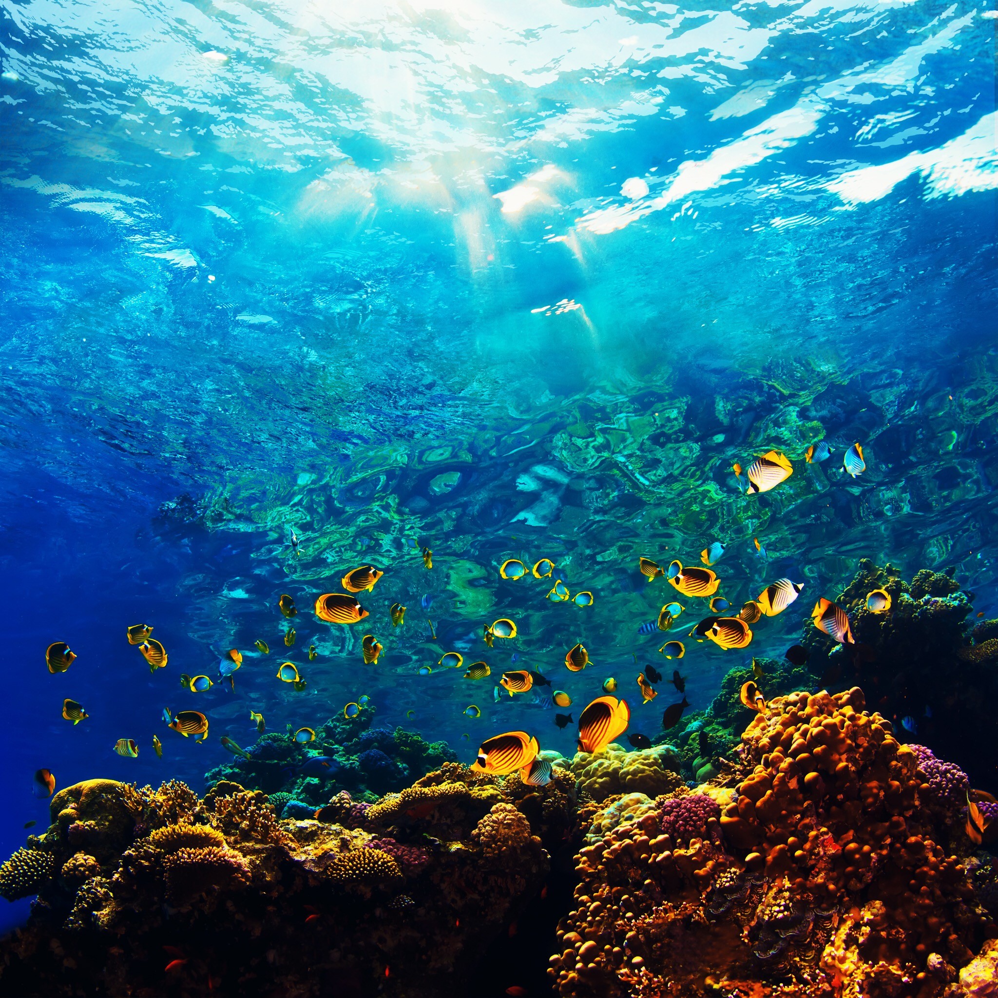 Barriera corallina, Pesci, Sott'acqua, Oceano, sfondo per iPad e tablet