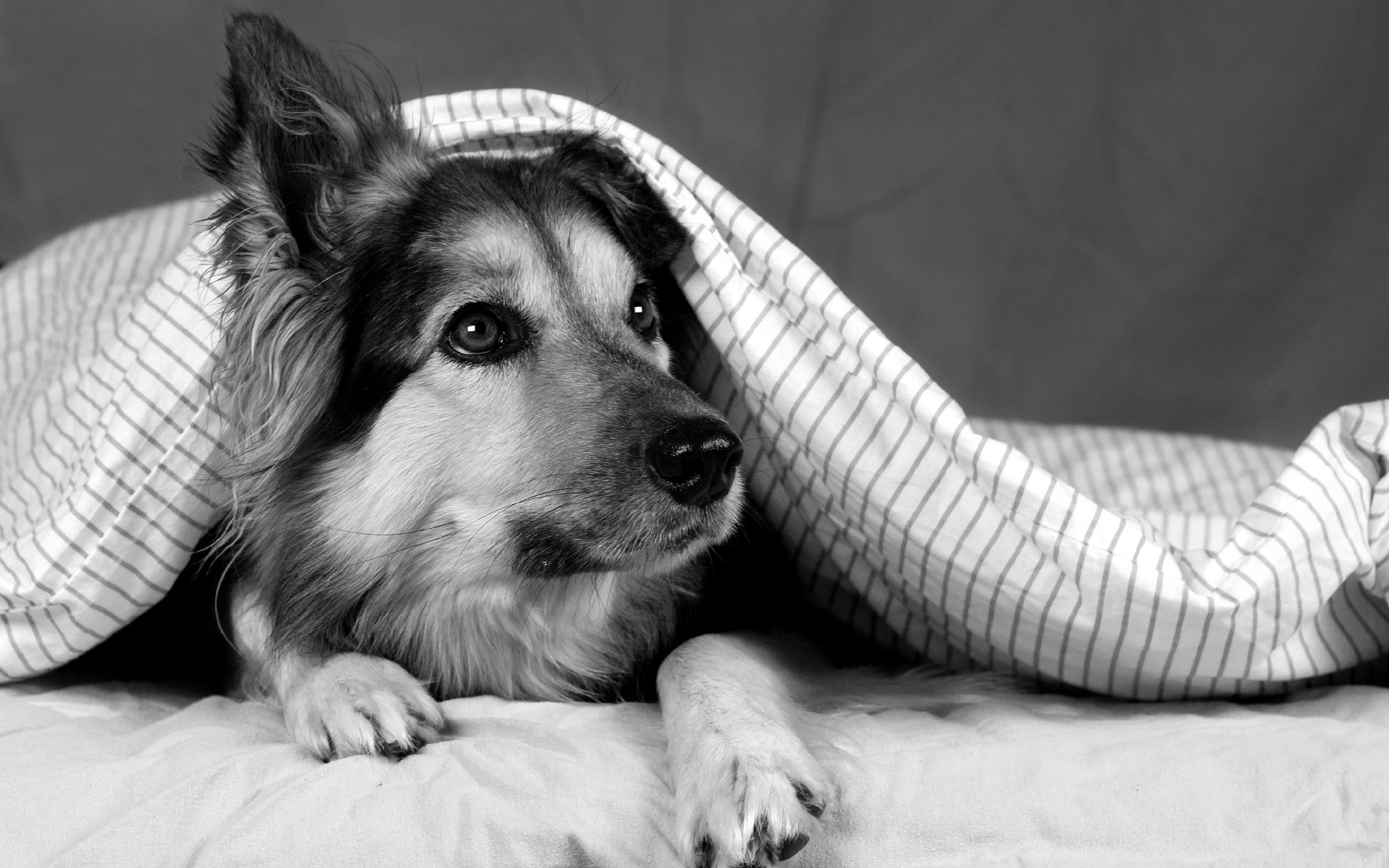 Cane, Coperta, Bianco e nero, 1920x1200, sfondo MacBook Pro