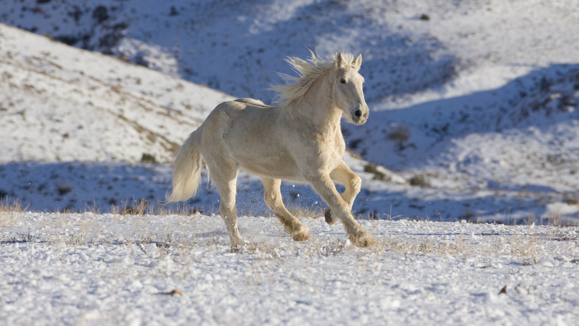 Cavallo bianco, Galoppo, Neve, Inverno, 1920x1080, immagine di sfondo
