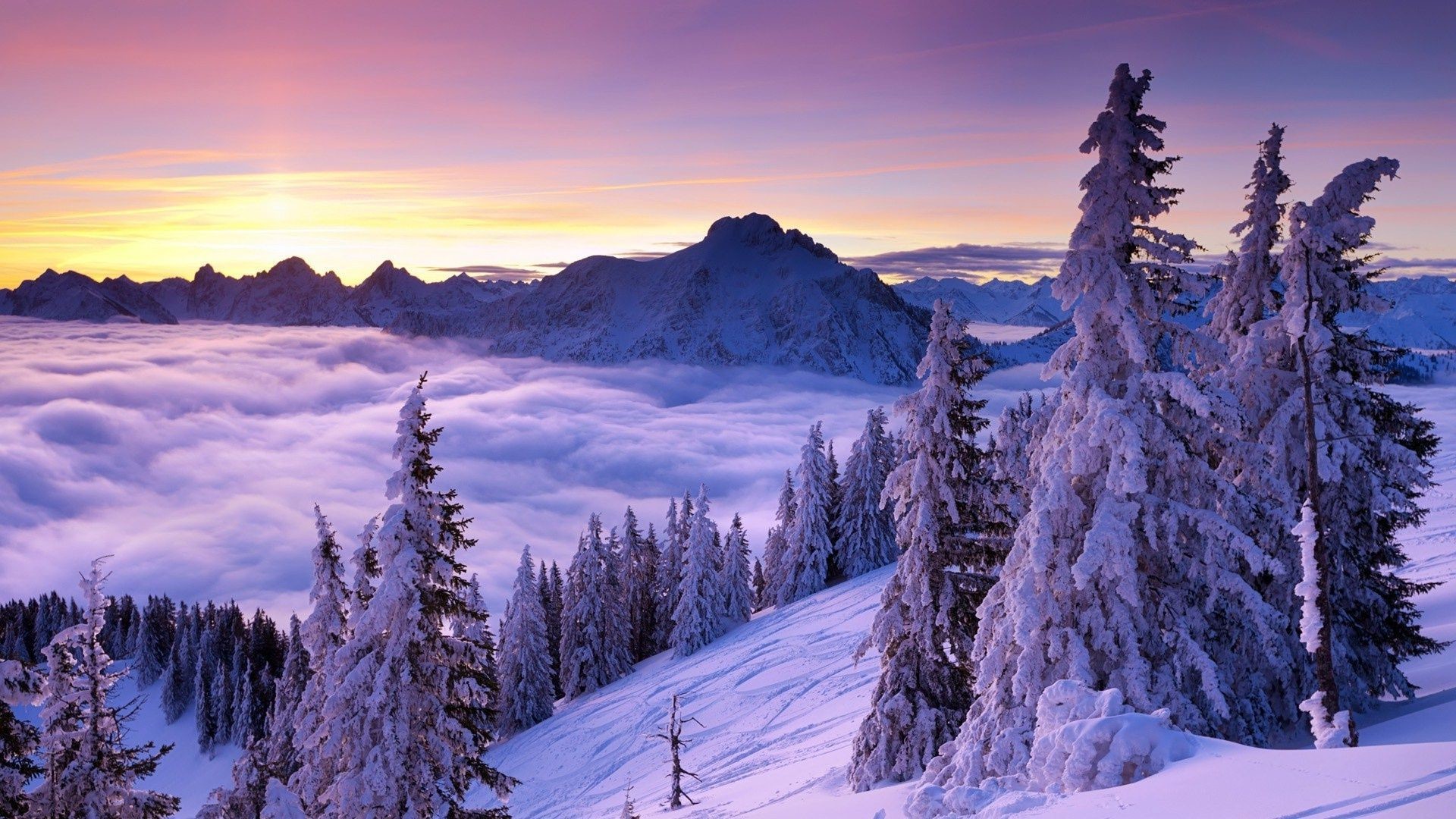 Abeti innevati, Mare di nuvole, Montagne, Tramonto, 16:9 Full HD, sfondo widescreen