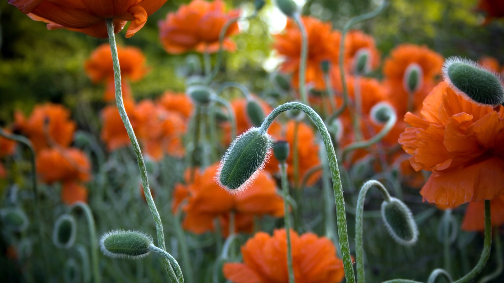 Papaveri arancioni, Boccioli, Giardino, sfondo Full HD per desktop