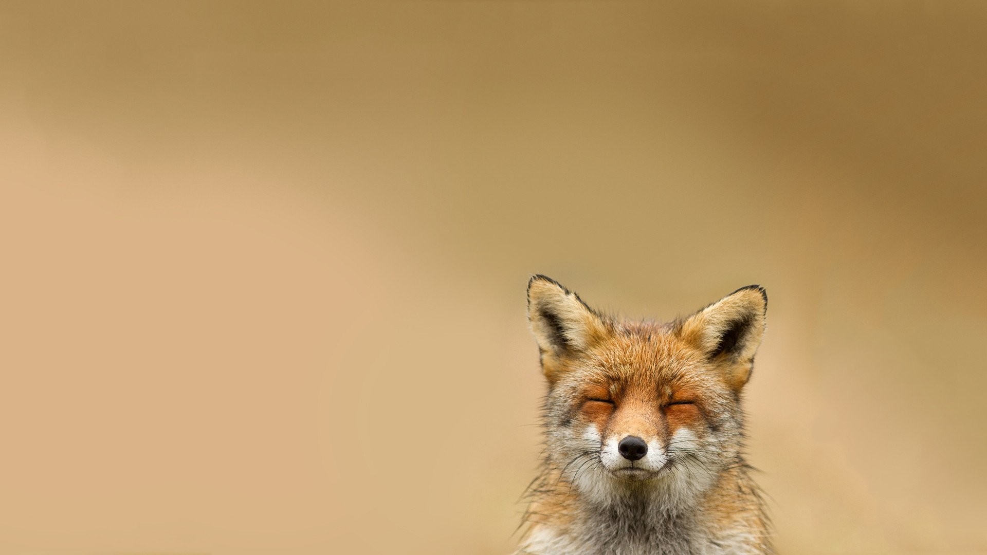 Volpe rossa, Occhi chiusi, Minimalista, Full HD, sfondo desktop