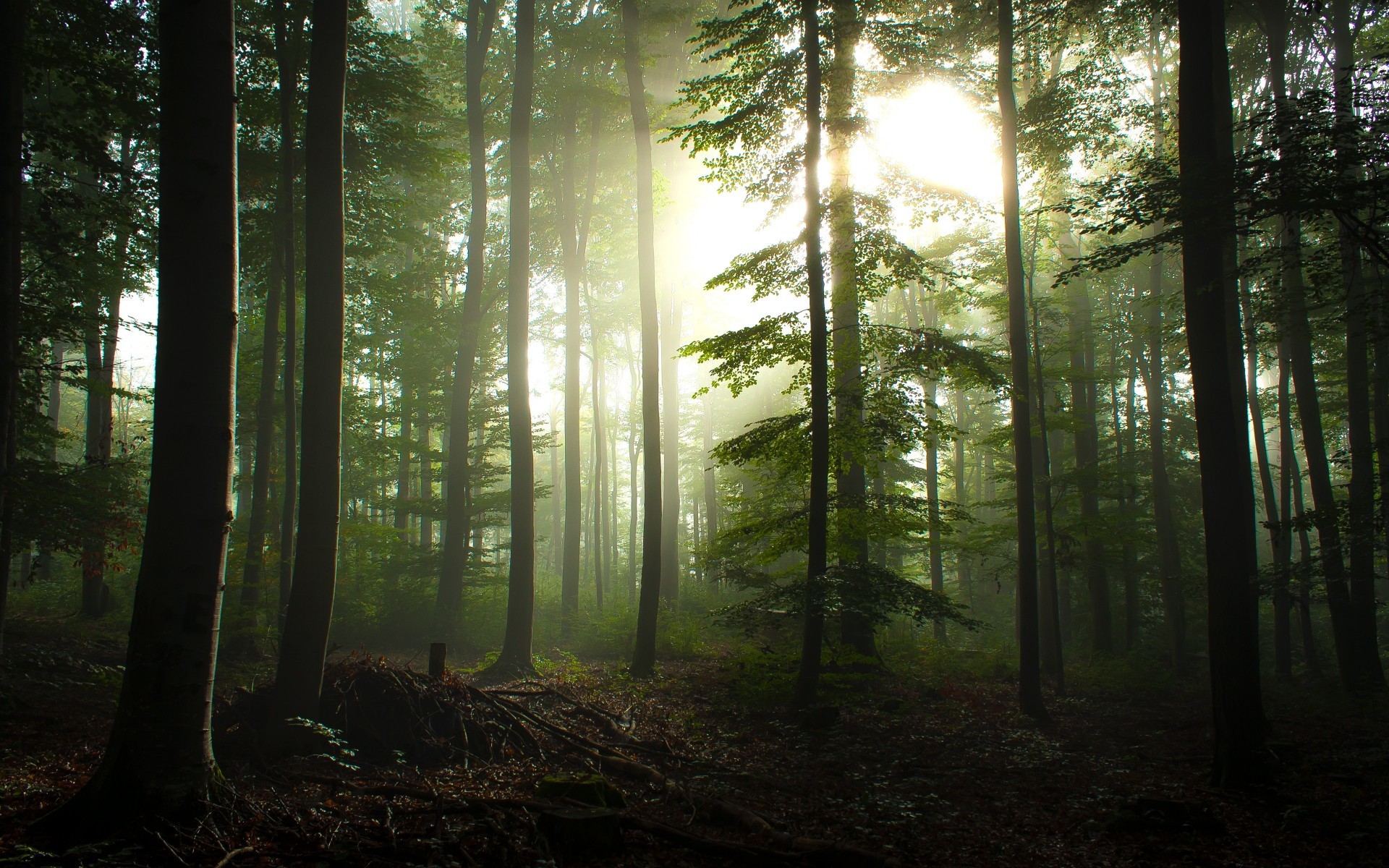 Bosco nebbioso, Controluce, Alberi, Verde, 1920x1200, sfondo per PC