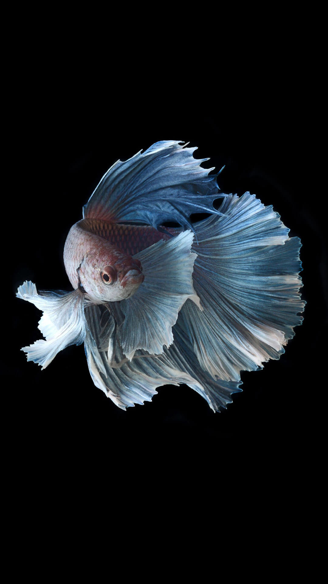 Pesce combattente, Azzurro, Sfondo nero, wallpaper iPhone 7