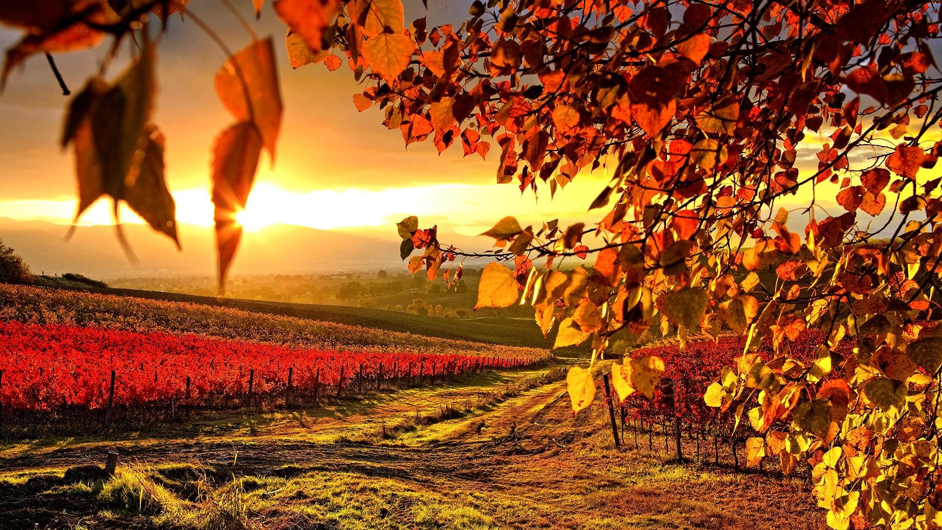 Vigneto, Foglie, Tramonto, Campagna, Full HD 1080p, sfondo desktop