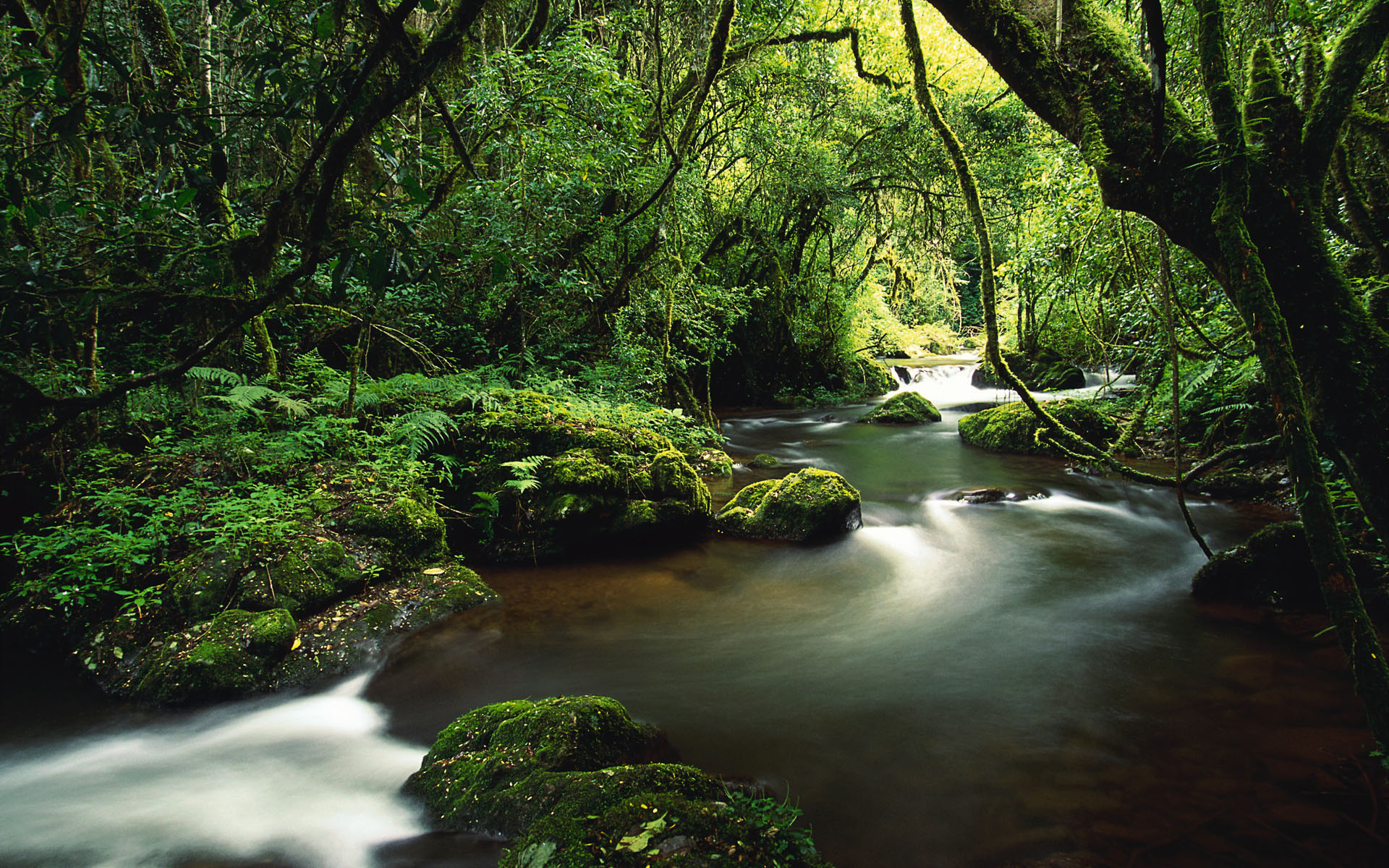 Foresta pluviale, Torrente, Muschio, Full HD, sfondo Windows 7